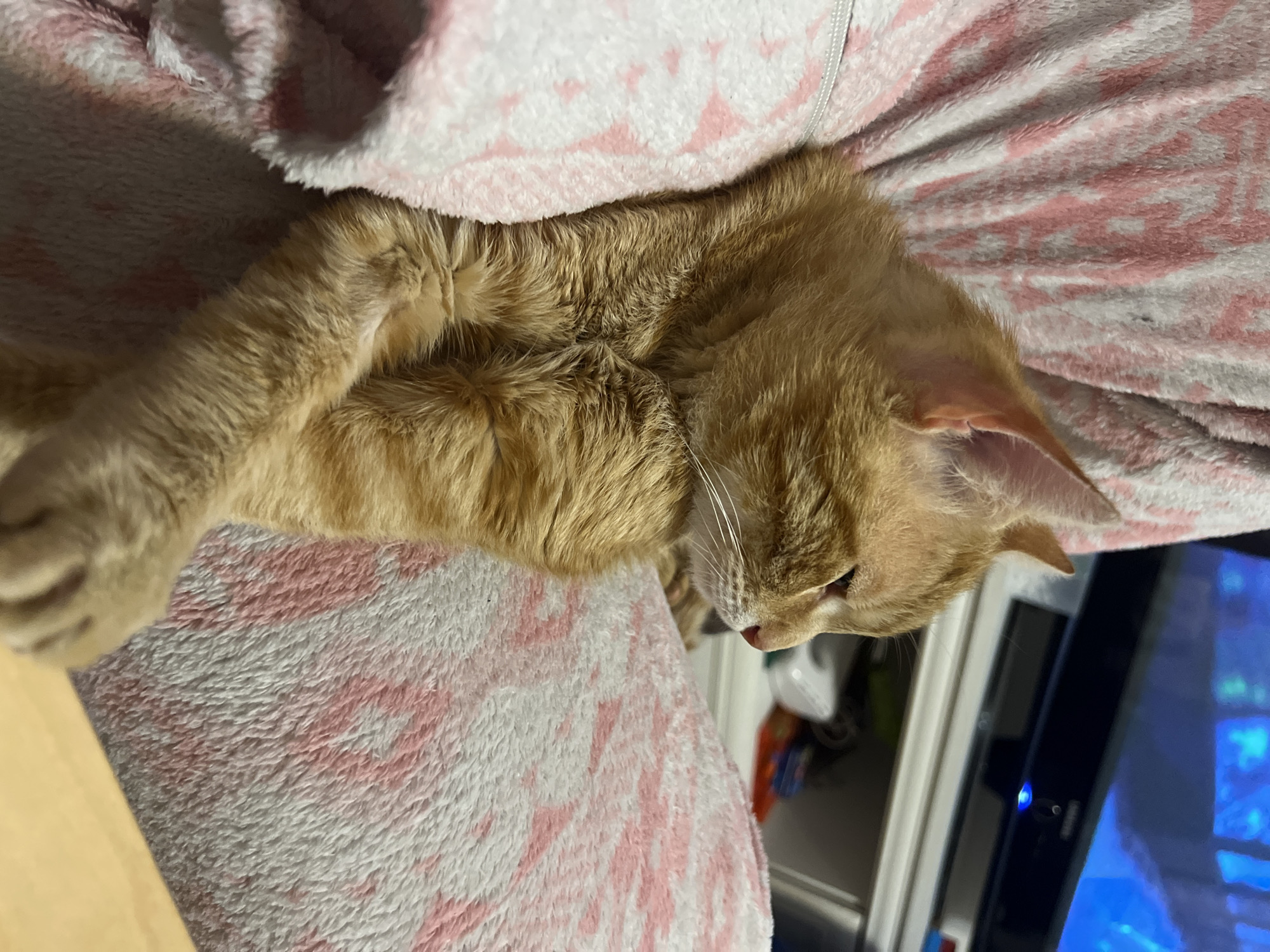 A medium shot presents an orange tabby cat curled up on a pink and white patterned blanket. The cat's head rests towards the lower right of the frame, its body and curled paws occupying the left. Part of a television set is visible on the right edge. The image does not suggest any location in Podgorica, Montenegro.