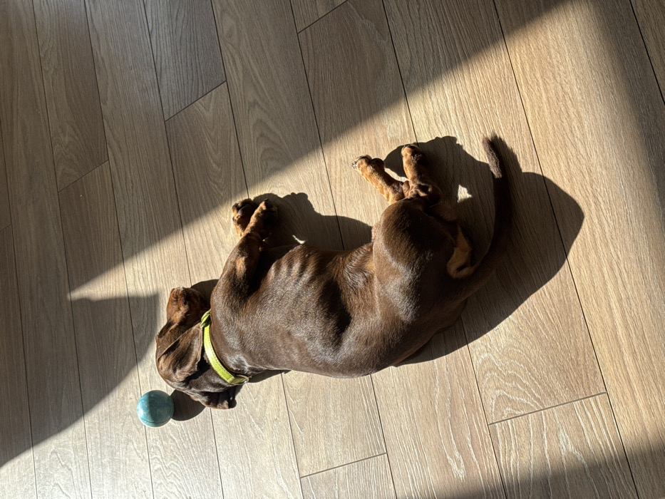 An indoor scene depicts a brown dachshund dog lying on its left side on a light brown wood-effect floor. The dog wears a lime green collar. A small, light blue textured ball is positioned near the dog's head. Strong diagonal sunlight streams into the room, illuminating parts of the dog's back and head, and casting distinct patterns of light and shadow across the floor. The dog appears to be resting. No other individuals or animals are present. The specific location within Moscow, Russia, is not identifiable from the image content.