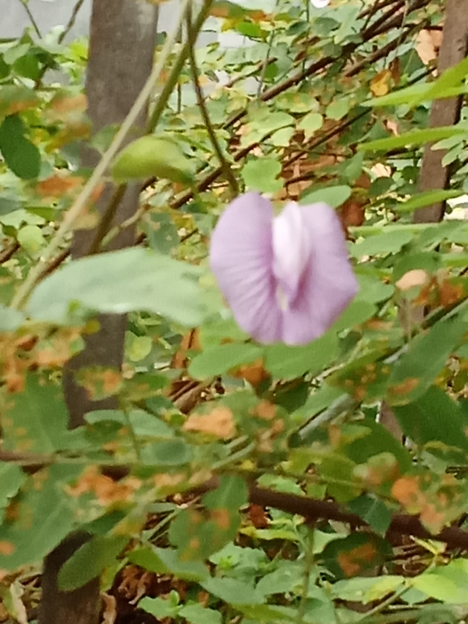 A close-up, slightly blurry, medium shot captures a single purple flower with white accents, positioned slightly left of center in the frame. The flower, which appears to be a butterfly pea flower, is surrounded by lush green foliage and thin branches. Some leaves show signs of browning or spotting. A dark, rough-barked tree trunk is visible in the background, to the left of the flower. The lighting suggests an outdoor setting, possibly in a garden or natural environment. The image does not contain any people or discernible actions. It is difficult to determine the exact location within Pemalang, Indonesia, based solely on this image, but it likely depicts a plant within the city's green spaces, such as a park, garden, or roadside vegetation.