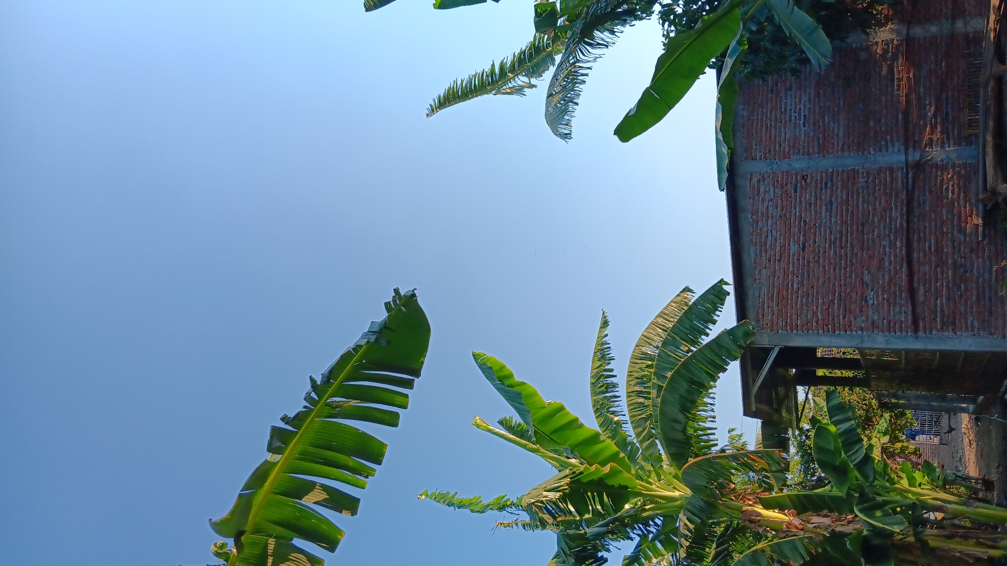 In Sonobekel, Indonesia, under a clear blue sky, a brick building with a partially open roof structure stands beside lush banana trees. The foreground is dominated by the large, green leaves of banana plants, some of which extend into the upper portion of the frame, creating a natural canopy against the bright sky. The building, constructed from reddish-brown bricks, features concrete pillars supporting a weathered roof. The surrounding environment appears rural, with hints of natural vegetation and a dirt ground. The image captures a tranquil moment outdoors.