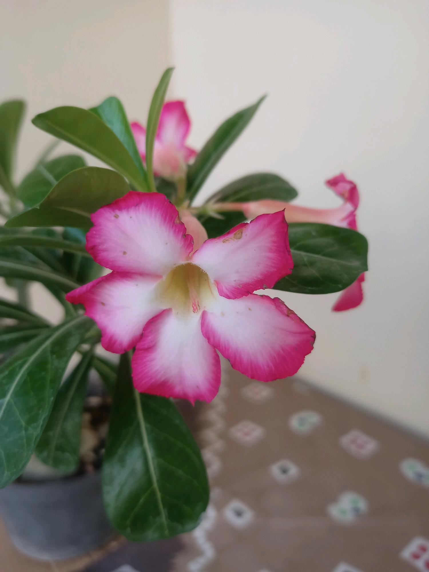 A close-up shot focuses on a single, vibrant pink and white Adenium flower in bloom, with its petals delicately unfurling. The flower exhibits a gradient of color, transitioning from a deep fuchsia at the edges to a soft white towards the center, where a faint yellow stamen is visible. Surrounding the prominent flower are several lush, dark green leaves, characteristic of the desert rose plant.
In the background, a pale, neutral-colored wall forms the backdrop. The lower portion of the image reveals a patterned surface, possibly a floor or table, with a mosaic of small, square tiles in muted shades of brown, white, and hints of red and green. The lighting suggests an indoor setting with natural light, casting subtle shadows and highlighting the textures of the petals and leaves.
While the image itself does not provide specific geographic markers, if this scene were to be situated in Karangtalun, Indonesia, it would likely be within a residential setting, perhaps a home or a garden, where such ornamental plants are commonly cultivated. The overall impression is one of natural beauty and domestic tranquility.