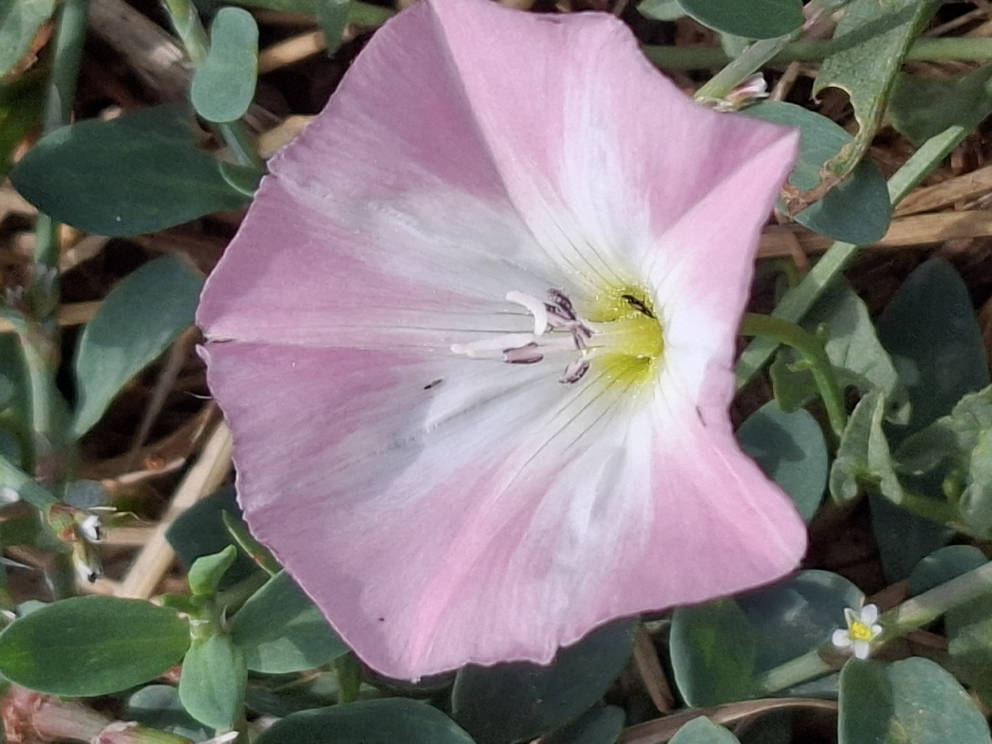 A close-up, top-down shot showcases a single, delicate pink and white bindweed flower, likely Convolvulus tricolor, centered in the frame. The flower's trumpet-shaped petals, predominantly pink with white accents radiating from the center, are spread open. The pistil and stamens, tinged with yellow and dark purple, are visible within the flower's throat. Surrounding the bloom are numerous small, dark green, oval-shaped leaves belonging to the same plant, interspersed with dry, straw-like vegetation. In the lower left quadrant of the image, a much smaller, white, star-shaped flower with a yellow center is also visible, growing on a thin stem among the green leaves. The background is softly blurred, suggesting a natural, outdoor environment. The scene appears to be located in Almaty, Kazakhstan, likely in a park, garden, or naturalized area where such flora would thrive. There are no people or animals clearly depicted in the image.