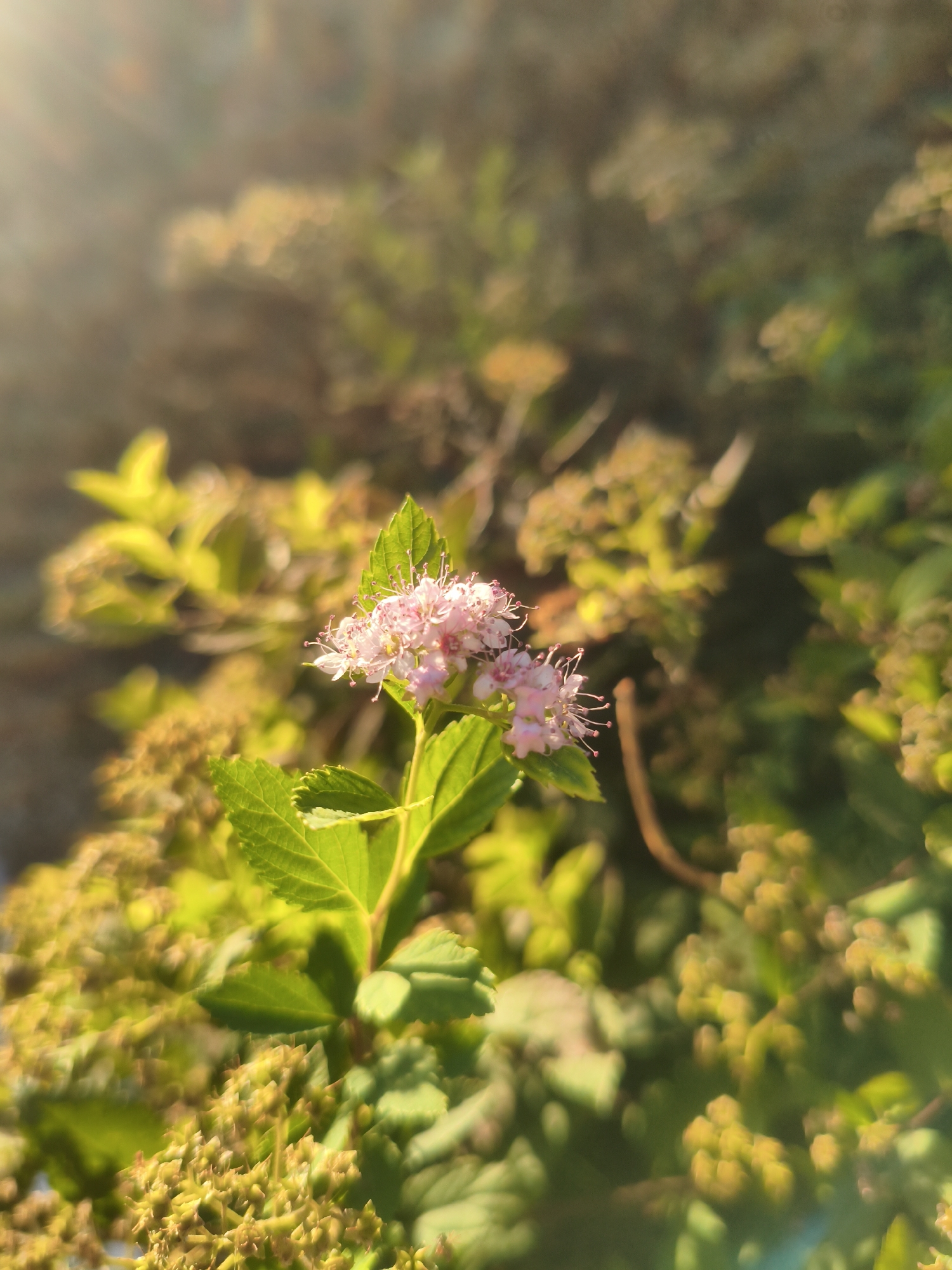 A close-up, vertical shot captures a cluster of delicate pink flowers with protruding stamens, bathed in the warm glow of sunlight. The flowers are positioned slightly off-center to the right, with vibrant green leaves and unopened buds surrounding them. The background is a soft blur of green and yellow foliage, with a distinct sun flare emanating from the upper left corner. The scene appears to be outdoors, in a natural setting, possibly a park or garden within the city of Kremenchuk, Ukraine. No people or specific identifiable landmarks are present.