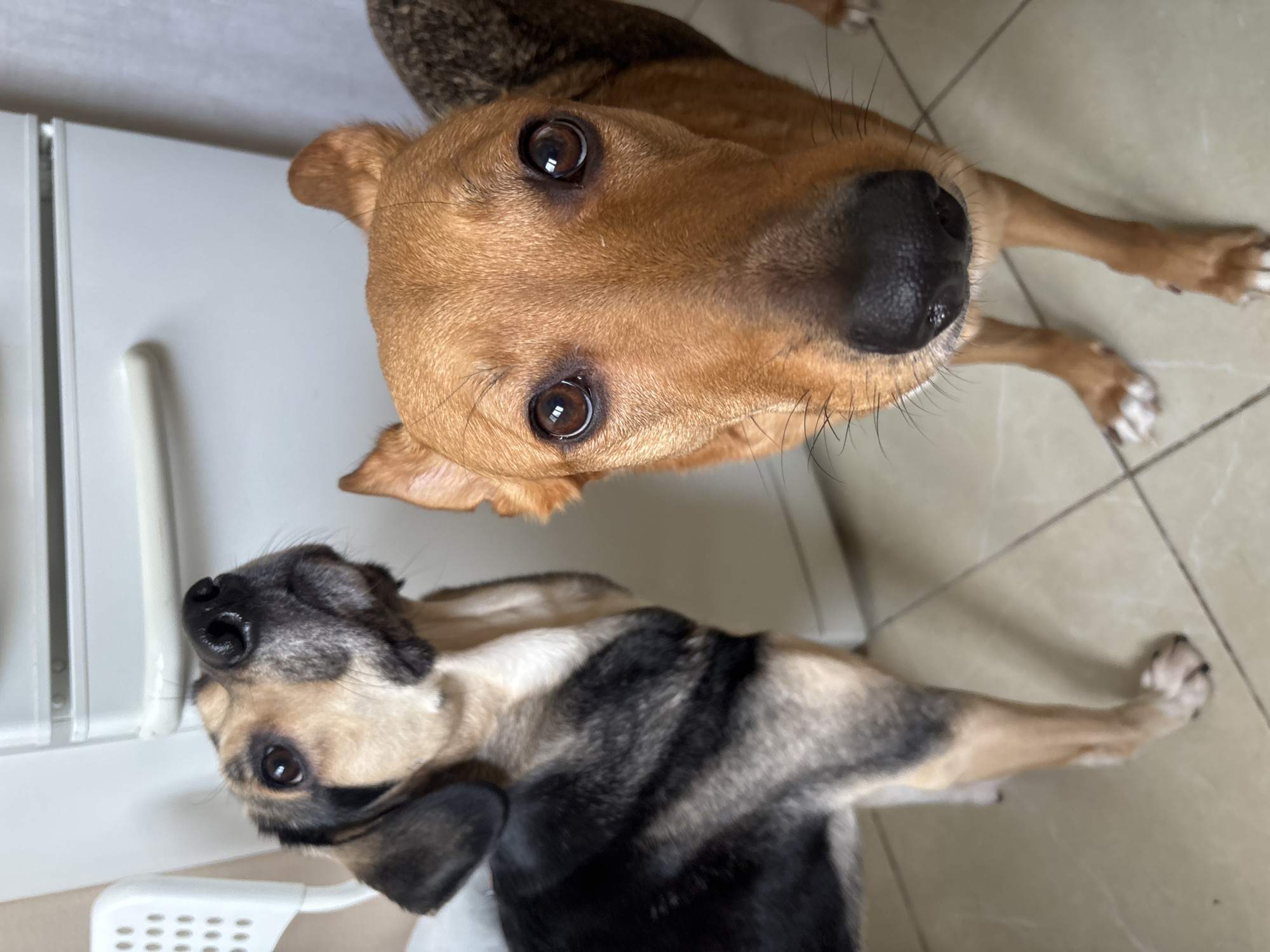 Two dogs are standing in front of a white refrigerator. The dog on the left is looking up and to the left. The dog on the right is looking directly at the camera. The floor is tiled. The environment appears to be a domestic kitchen. There is a white chair in the background. There is no indication of the location in Saint Petersburg, Russia.