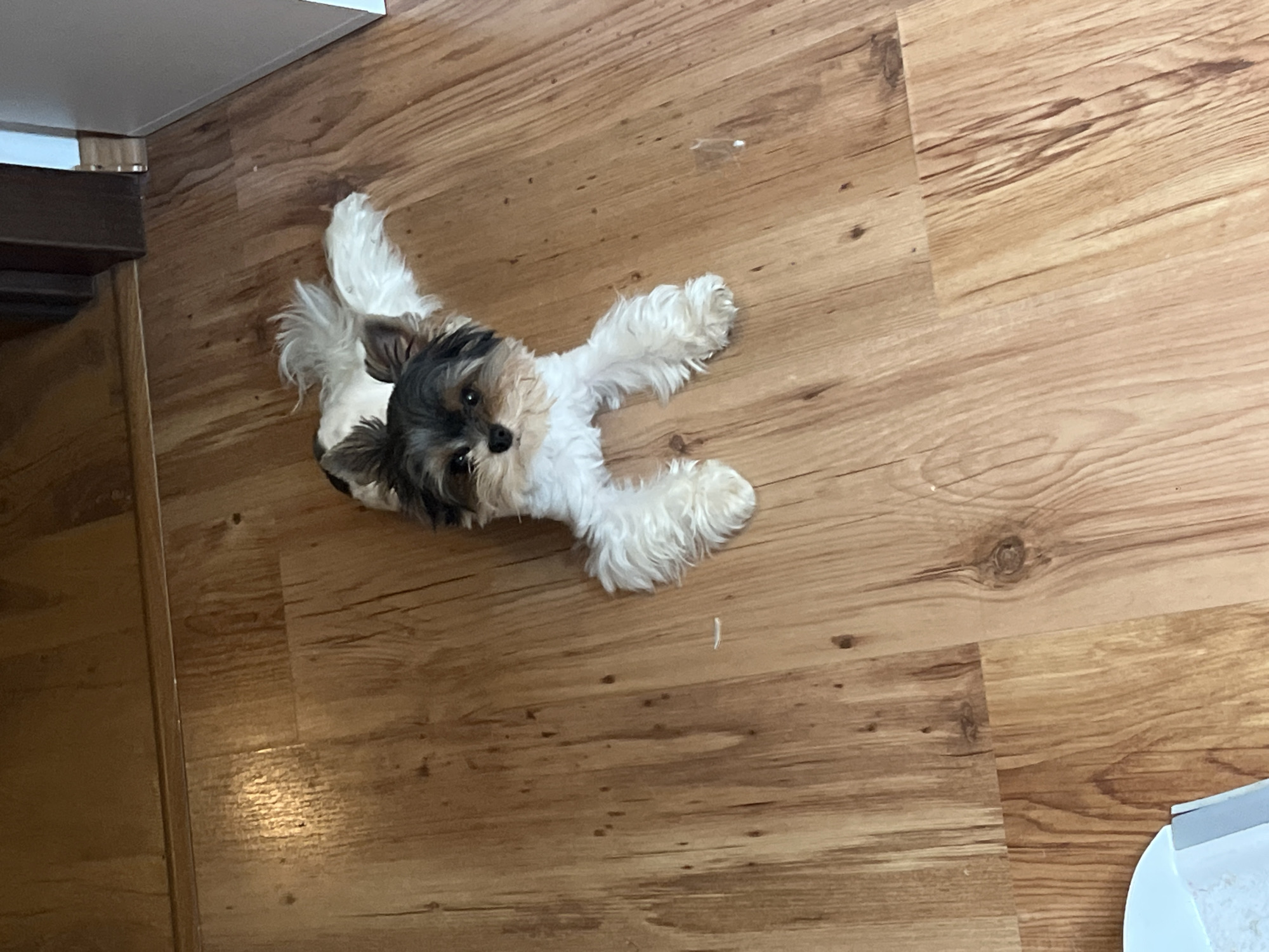 A small dog with black, white, and tan fur is lying on a light brown wooden floor. The dog is facing forward and appears to be a Biewer Terrier. Its front paws are extended forward. The floor has a visible wood grain pattern and appears to be laminate. The lighting suggests an indoor environment. The image was taken in Sochi, Russia.