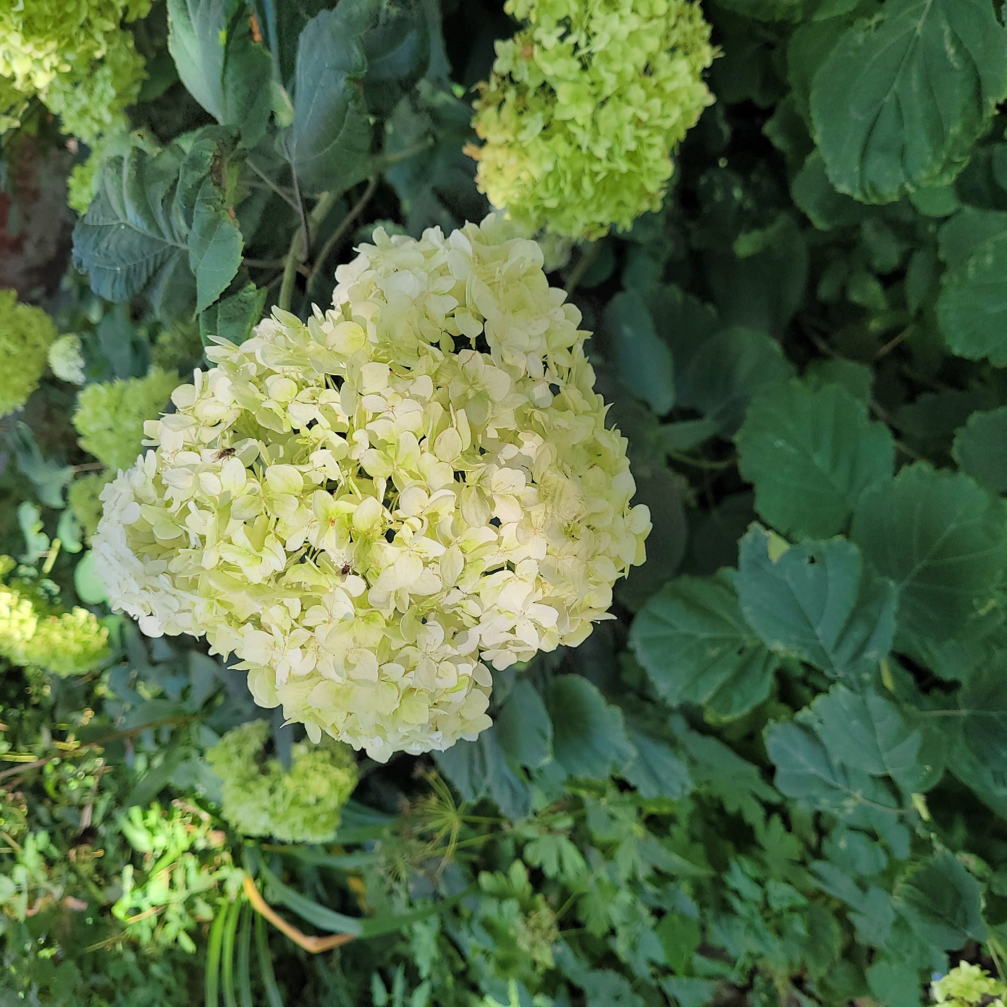 The image shows a close-up of a cluster of light green hydrangeas with several smaller clusters and green foliage in the background. Two small insects are visible on the central flower cluster. The scene appears to be outdoors in a garden setting. There is no information in the image to suggest a location in Jūrmala, Latvia.