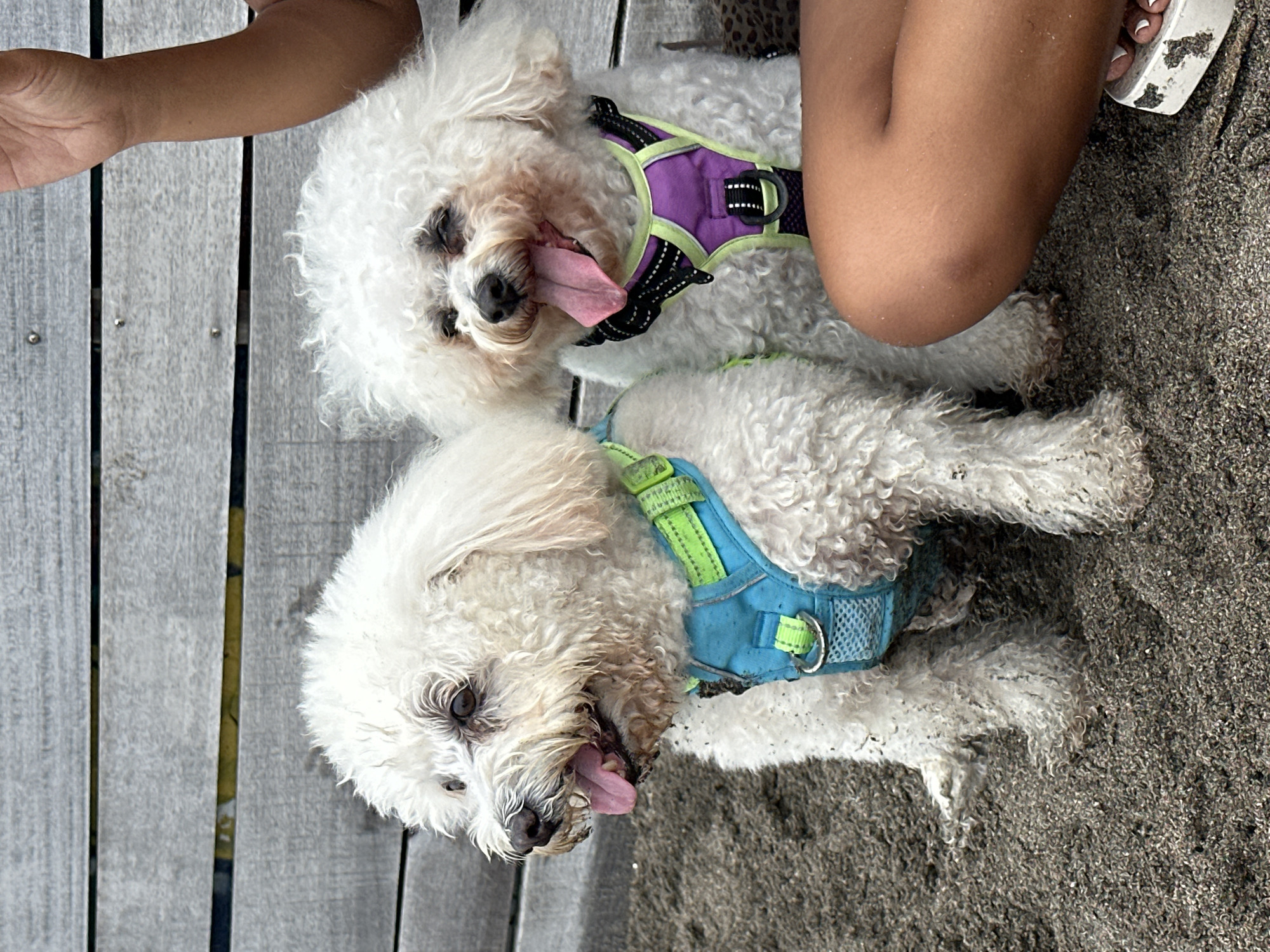 Two white Bichon Frise dogs, one on the left with its tongue hanging out, and another on the right with its tongue out and eyes closed, are sitting on a sandy beach in front of a wooden fence. The dog on the left is wearing a blue and green harness, while the dog on the right wears a purple and green harness. A person's legs and arm are visible in the foreground, with the person wearing a sandal. The scene appears to be in North Kuta, Indonesia.