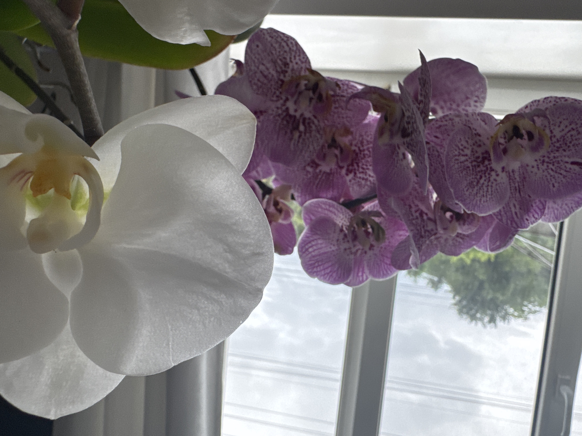 The image is a close-up, eye-level shot of two orchid plants on a windowsill. The plant on the left has multiple blooming flowers that are purple with darker pink speckles. The plant on the right has large, white blooms. The background shows a window with a cloudy sky visible outside, and some greenery from trees. The windowsill itself is white. The scene appears to be indoors, possibly in a residential setting in the city of Bălți, Moldova. There are no people or visible actions depicted in the image.