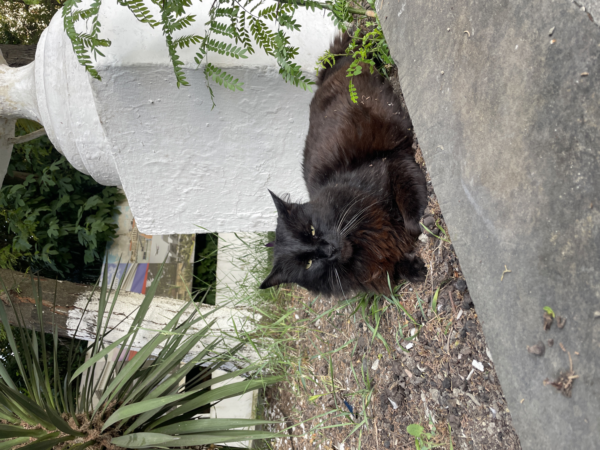 A black cat with long fur and yellow eyes lies on the ground next to a concrete slab and a white, textured structure. The cat is partially obscured by green grass and dry leaves. In the background, there are more green plants and a tree trunk painted with white. There is no visible text in the image. The scene appears to be outdoors, possibly in a garden or park, and the lighting suggests it could be daytime. The cat seems relaxed. The location context of Sochi, Russia, provides a general geographical setting.