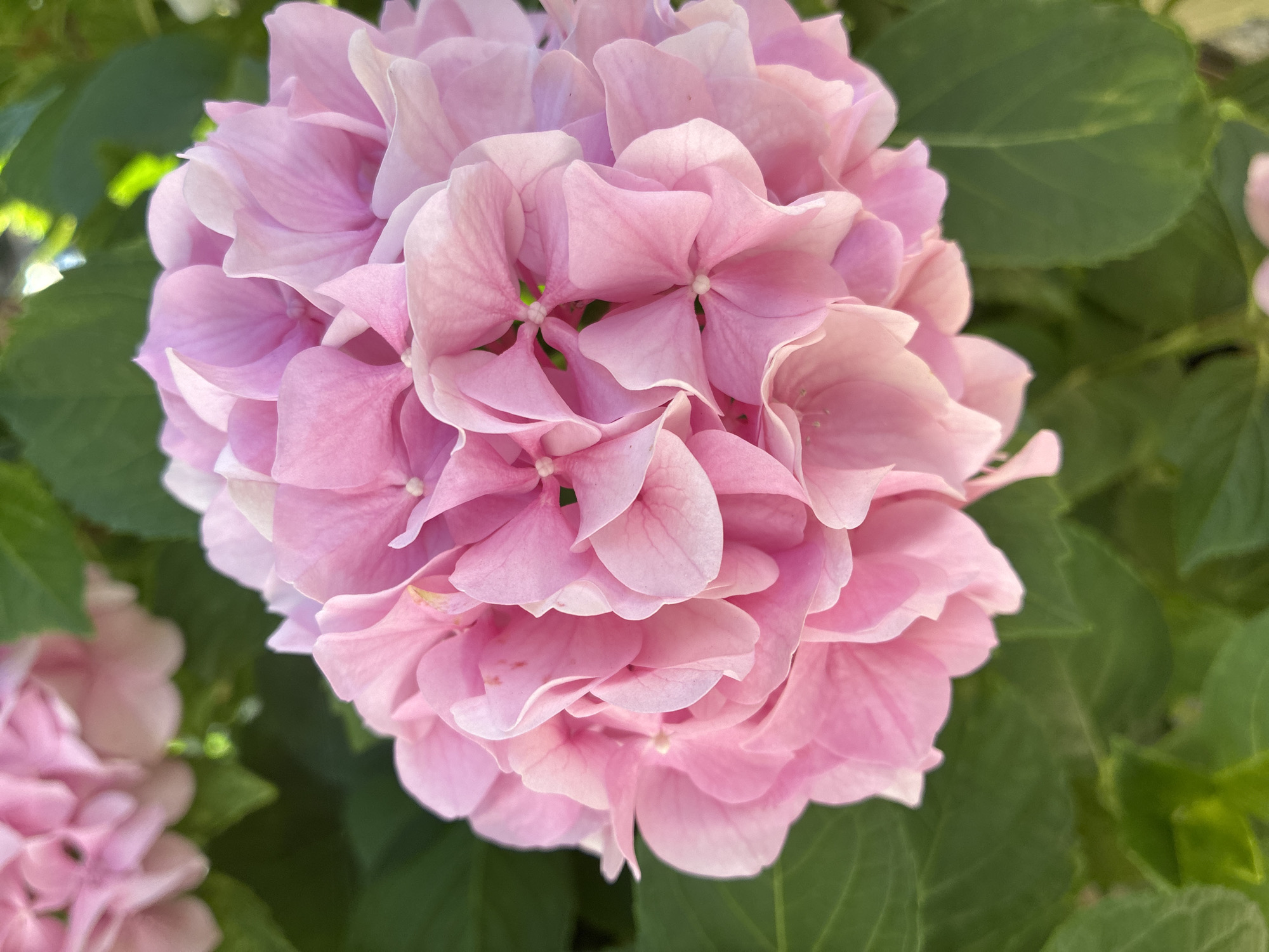 A close-up, vertical shot focuses on a large, blooming pink hydrangea flower. The flower head is a dense cluster of delicate, light pink petals, some with subtle hints of white. The petals are rounded and slightly ruffled, creating a textured, almost layered appearance. The center of each small floret within the cluster shows faint, light green accents. Surrounding the vibrant pink bloom are large, deep green leaves, providing a lush backdrop and framing the flower. The lighting suggests it is daytime, with soft sunlight illuminating the petals. The image is devoid of any human presence or man-made objects, capturing a natural scene. The location in Alanya, Turkey, is not visually indicated by any specific landmarks or features within the frame.