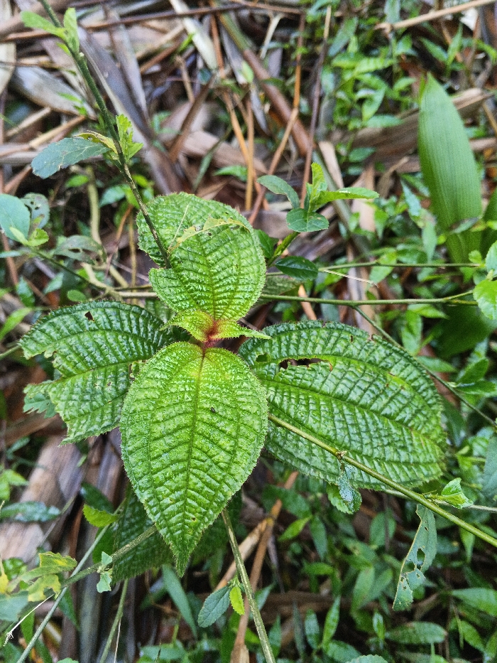 The image displays a vertical close-up of a green plant specimen, observed in Mengzi City, China. The central focus is a cluster of vibrant green, ovate leaves emanating from a reddish central point. These leaves feature a pronounced, textured surface with deeply impressed, reticulate venation that forms a distinct grid-like pattern. The margins of the leaves appear slightly serrated or hairy. Several leaves exhibit minor damage, visible as small perforations. Supporting the foliage are thin, green-brown stems. The background is out of focus, composed of a dense assortment of various green plant material and dried, elongated, light brown vegetative debris, indicating a natural, overgrown environment. No human subjects, animals, or specific actions are depicted.