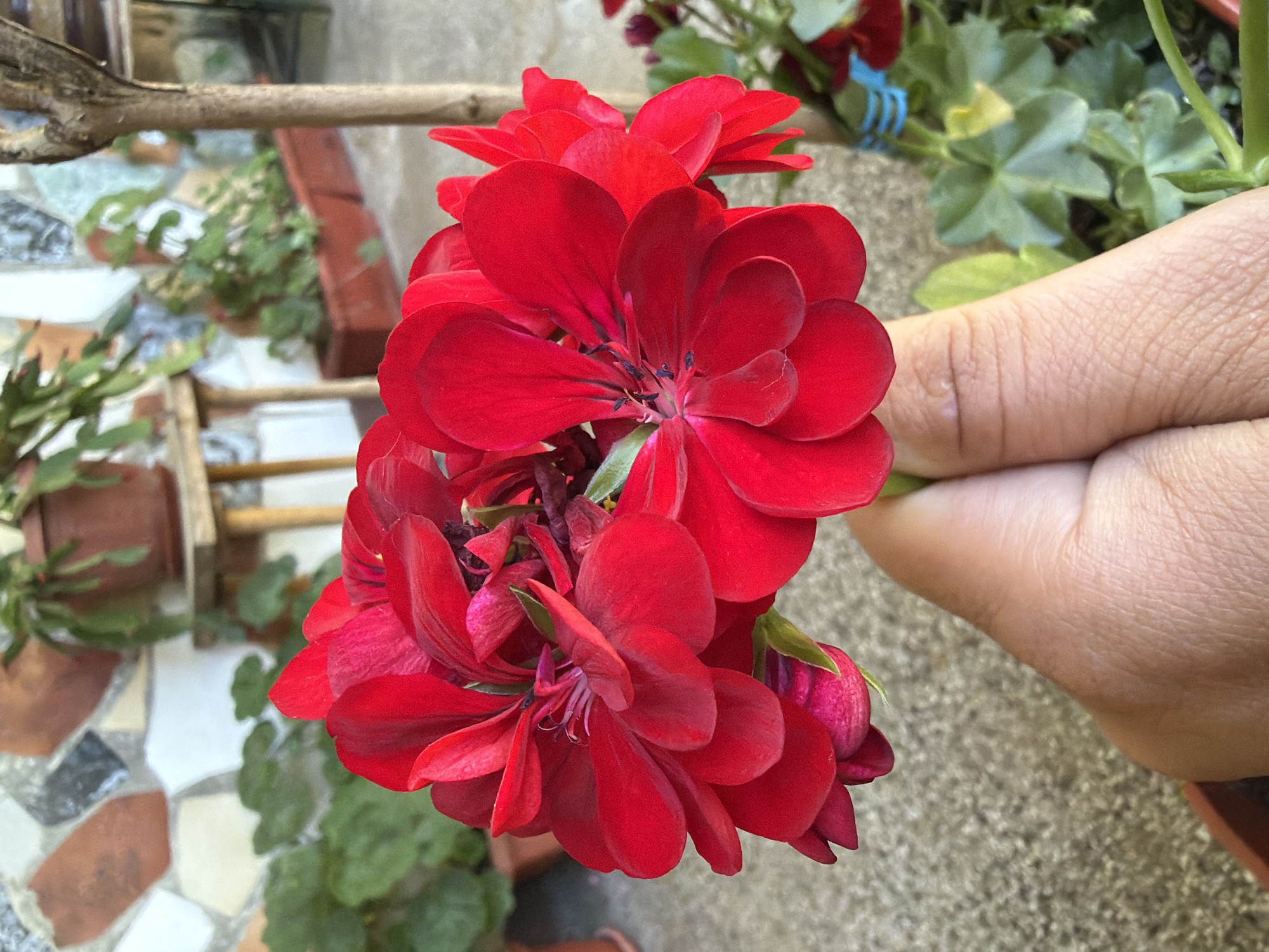A close-up outdoor shot focuses on a cluster of vibrant red geranium flowers being held by a hand. The background reveals a textured, light-colored wall with large, irregularly shaped stones in shades of brown, orange, and white. To the left and behind the flowers, lush green foliage from other plants is visible in terracotta pots. A slender, bare tree branch with a blue tie around its base stands to the right of the flowers. The ground is a rough, grey-toned concrete or gravel surface. The image appears to be taken in a garden or patio setting. The flowers are the primary subject, with their delicate petals and dark centers. The hand holding the flowers is partially visible, with clear skin texture.