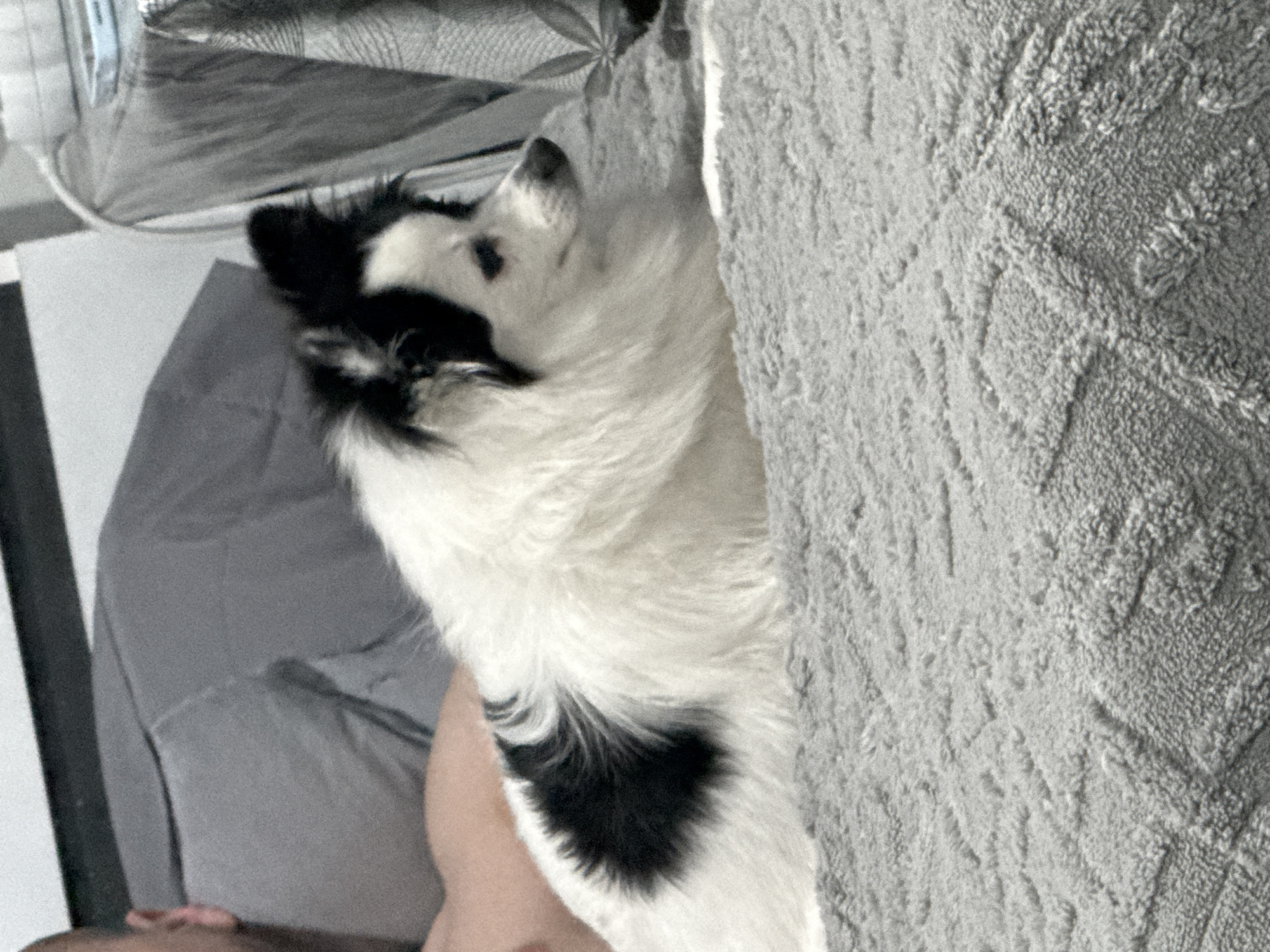 A black and white dog with long fur is partially obscured by a gray textured blanket or throw. The dog is lying down with its head resting on the blanket. A gray sheet or blanket is visible beneath the dog. The bottom of a person's face, including their chin, nose and skin can be seen under the dog's body. The location of the image is not discernible.