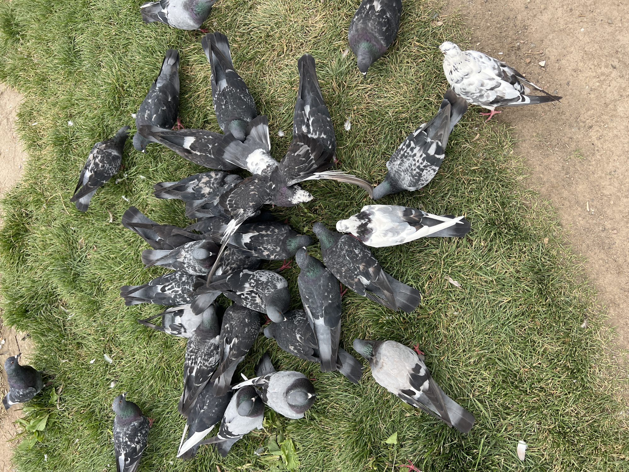 A flock of pigeons are gathered on a patch of grass and dirt. Most of the pigeons are facing downwards, pecking at the ground. Some are partially obscured by others. The pigeons have varying plumage, with most being grey and black, and some exhibiting white markings. One pigeon in the center has predominantly white and black feathers with some grey. The background consists of green grass with some dirt patches. The image appears to be taken from a high angle, looking down on the birds. There is no indication of the specific location within Moscow, Russia.