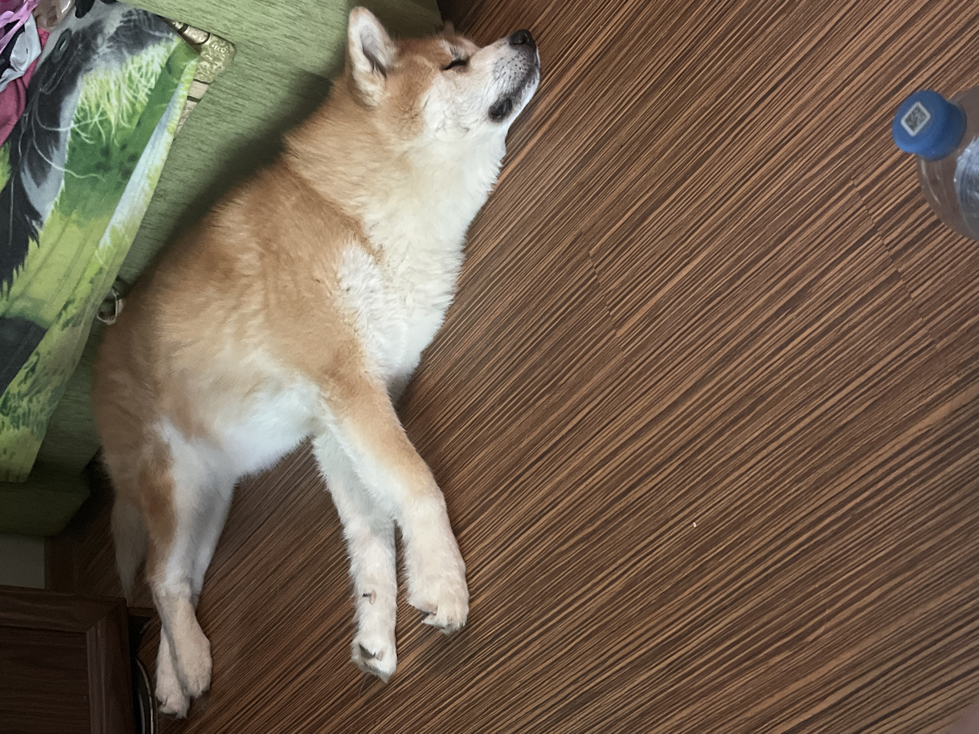 An Akita dog is sleeping on a wooden floor. The dog is light brown and white, with its head resting on its paws. The dog is lying on its side, with its legs stretched out. A green sofa with a colorful pattern is visible behind the dog. The floor is made of dark brown wood planks. A bottle of water with a blue cap is in the lower right corner of the image. The scene appears to be indoors, possibly in a residential setting. The image does not contain any discernible landmarks or elements that would specifically place it in the city of Minsk, Belarus.