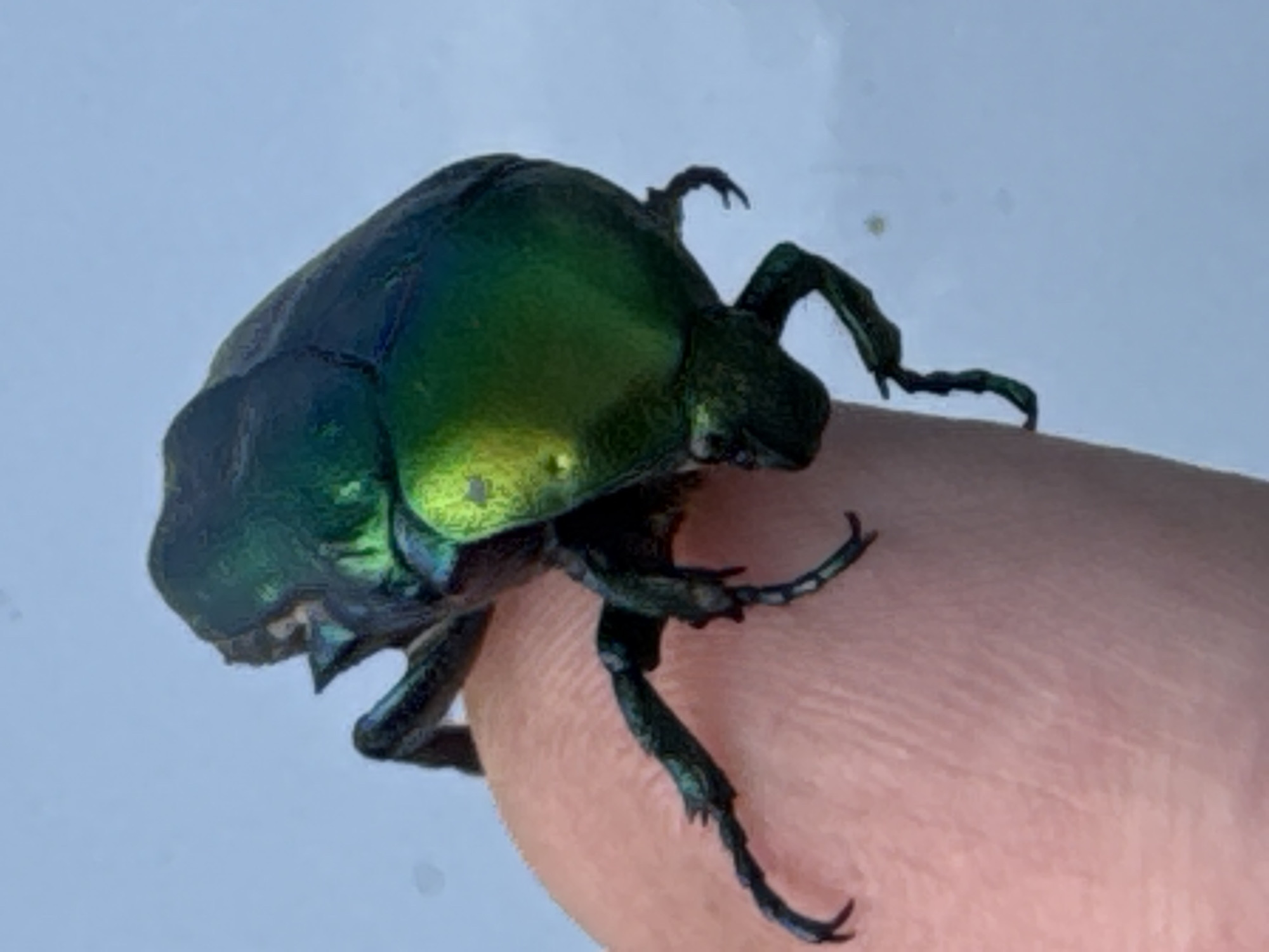 A close-up, full-body shot depicts a large, iridescent green beetle resting on a human finger. The beetle's exoskeleton shimmers with metallic hues of green and yellow, reflecting the light. Its legs, also dark and metallic, are visible gripping the skin of the finger. The background is a soft, out-of-focus blue, suggesting an outdoor setting, possibly with a clear sky. No specific location within Dnipro, Ukraine, can be identified from the image.