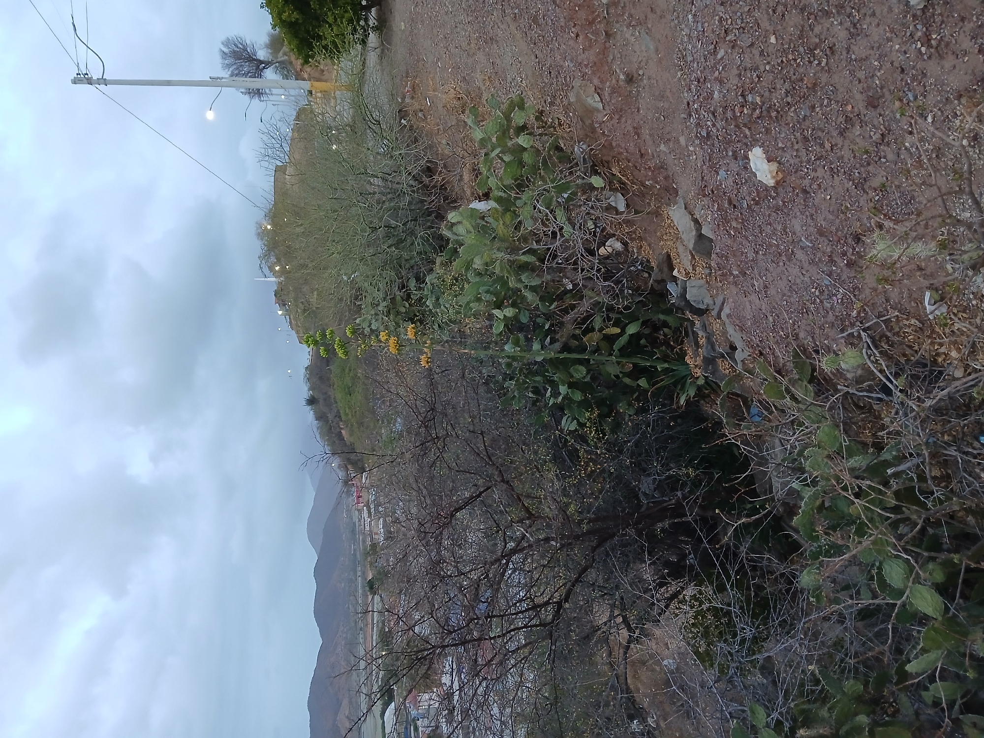 The image depicts a hillside view in Juan Griego, Venezuela, characterized by sparse vegetation including cacti and dry brush along the hillside edge. A dirt and gravel path runs along the top of the hill. In the distance, a cityscape is visible against a backdrop of mountains under an overcast sky. Power lines and poles are present along the crest of the hill.