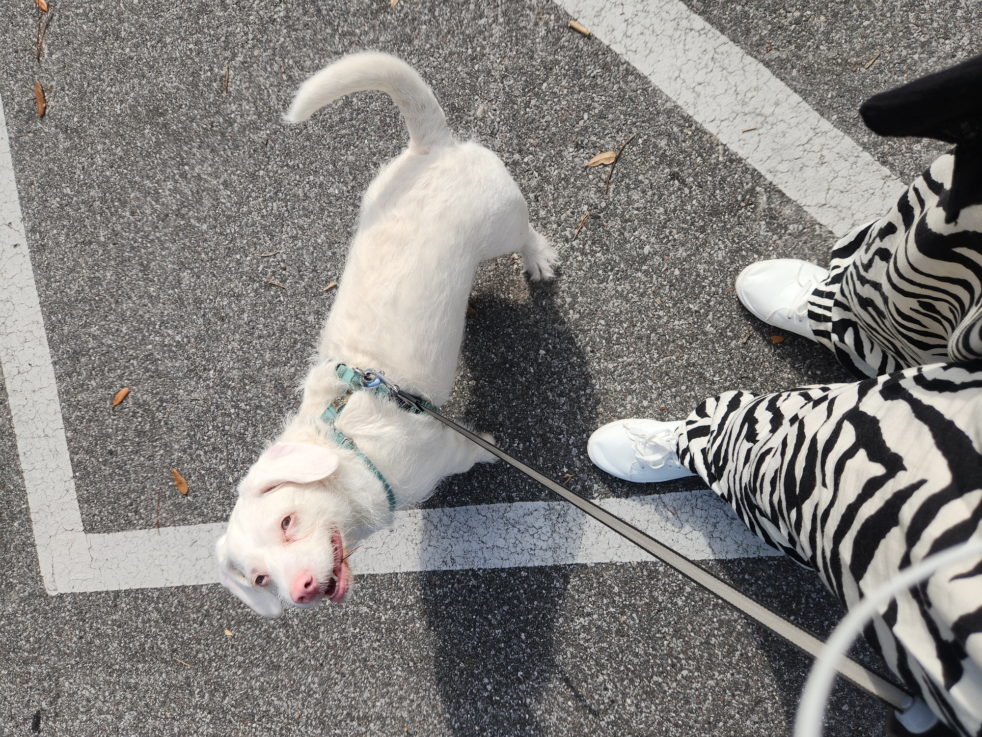 This is a high-angle, full shot of a white dog on a leash, standing on an asphalt surface marked with white lines, likely in a parking lot. The dog is facing the camera with its head tilted, appearing to be panting or smiling with its tongue slightly out. It has pink ears and bright pinkish-red eyes. A turquoise collar with a leash attached is visible around its neck.
To the right of the dog, a person's legs are visible, wearing white sneakers and black and white zebra-striped pants. The person is wearing a dark piece of clothing, possibly a jacket or hat, on their upper body, only a small portion of which is visible. The scene is outdoors, with dry leaves scattered on the asphalt, suggesting it could be autumn or a dry season. The lighting indicates it is daytime, likely sunny due to the distinct shadows cast on the ground.
The overall impression is a casual outdoor scene, possibly a walk in a park or a parking lot. The dog's expression and posture suggest it is happy and engaged with the person taking the photo. No text is visible in the image. The location is identified as Altamonte Springs, United States of America.