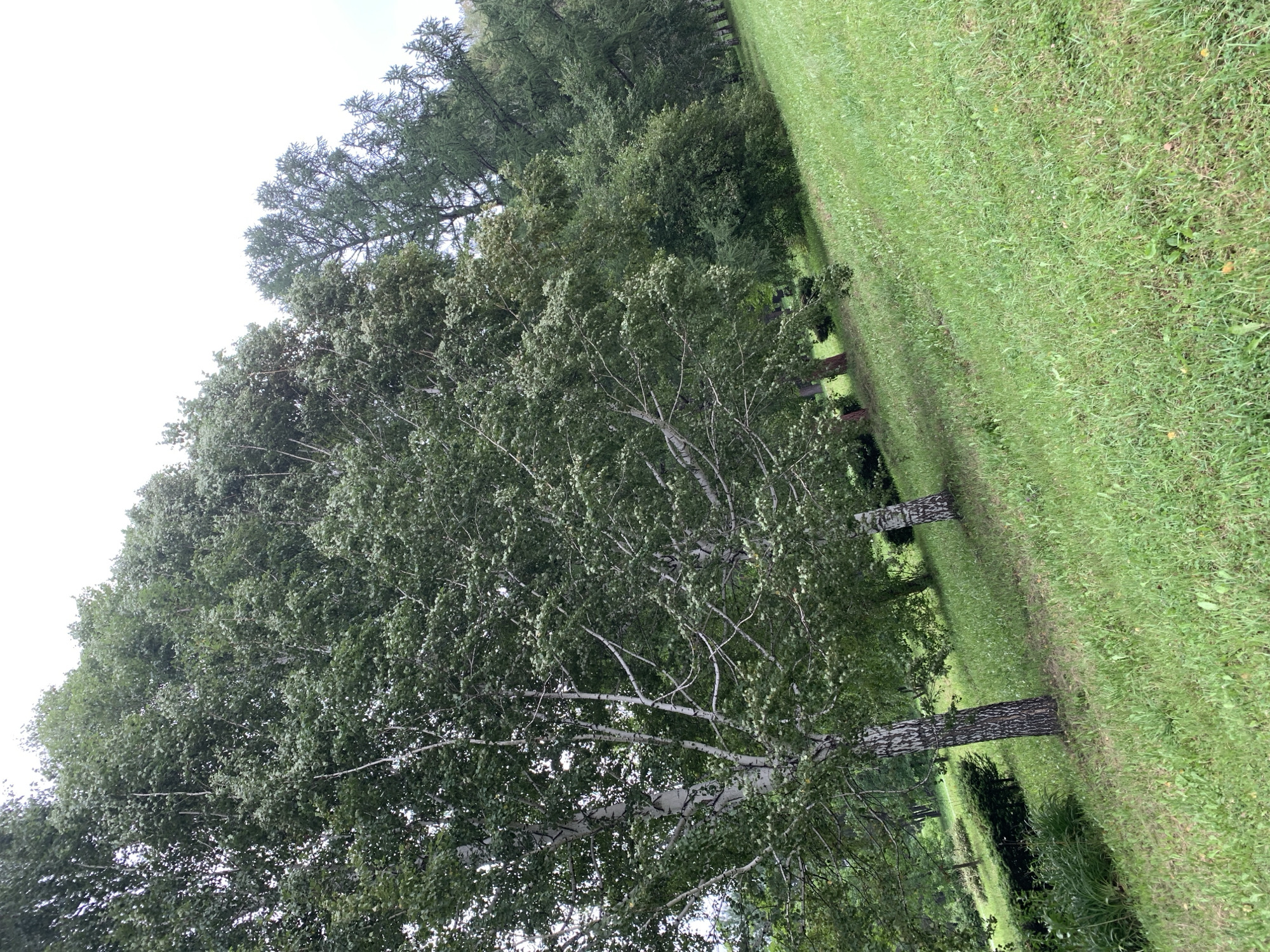 The image depicts a green grassy slope with several trees on a cloudy day. The trees are varied in type and size, with some appearing to be birch trees with white bark and others with darker foliage. The slope is covered in lush green grass with some patches of drier vegetation visible. In the background, there is a dense line of trees, and further back, what appears to be a wooded area. The scene is outdoors and suggests a park or natural setting. The image quality is moderate, with some blurriness, particularly in the background.
The location is identified as Prokopyevsk, Russia. Without additional context or landmarks, it is not possible to determine the specific spot within Prokopyevsk.