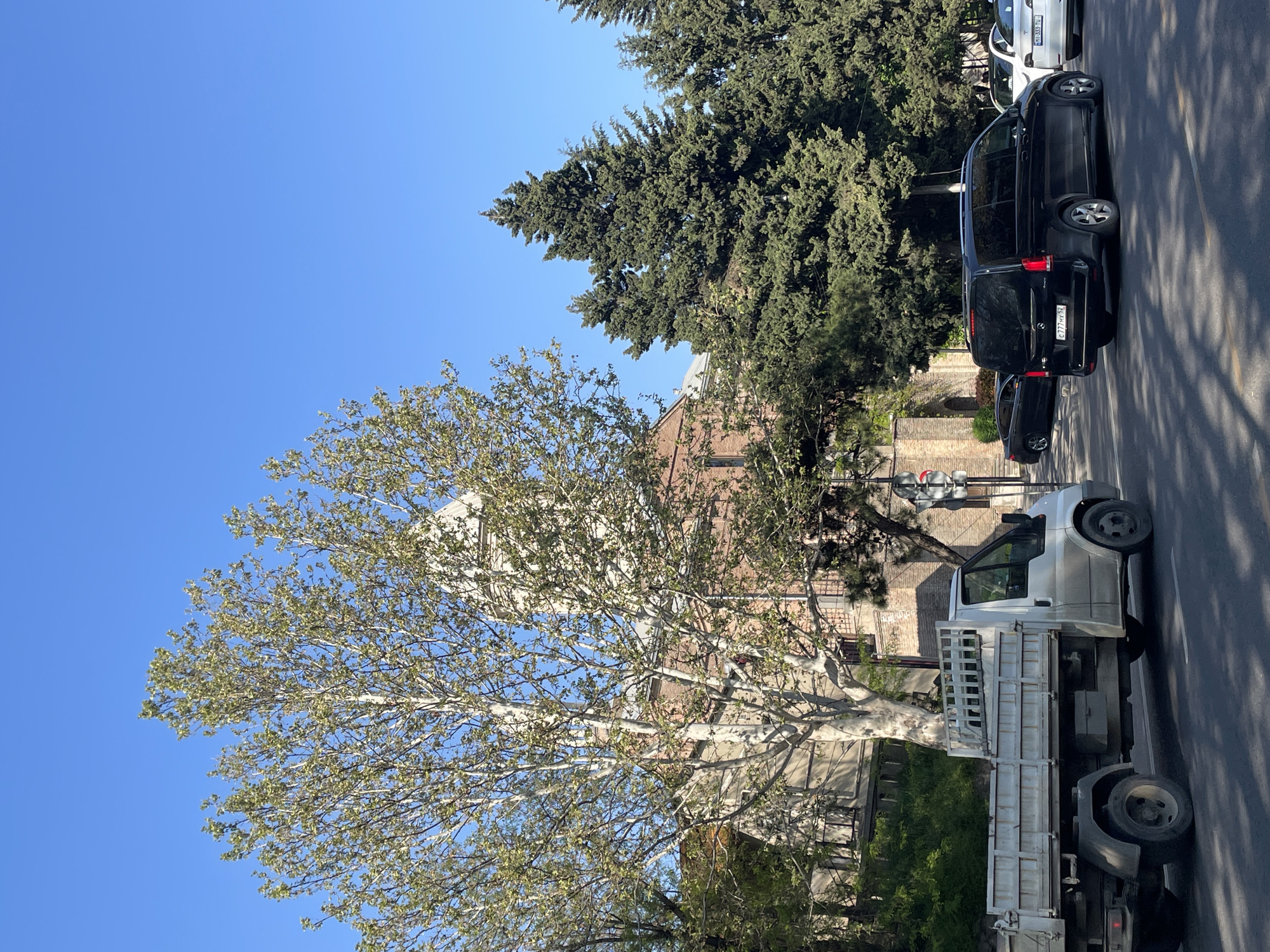 This image, taken in Tbilisi, Georgia, presents a sunlit street scene, likely in spring given the newly unfurling, light green leaves on a large deciduous tree that dominates the left side of the frame. The sky above is a clear, bright blue.
In the foreground, a mature tree with pale, smooth bark and widespread branches fills a significant portion of the view. Behind this tree and extending into the mid-ground, a multi-story building constructed of reddish-brown brick stands. Further back and to the right, a dense cluster of dark green evergreen trees forms a natural backdrop.
On the right side of the image, along a paved road, several vehicles are present. A white Ford Transit flatbed truck is parked in the foreground. Behind it, a black Mercedes-Benz minivan is clearly visible, featuring a Georgian license plate that reads "C777MY 99". Further down the street, a white Tesla is partially visible, and another dark sedan can be seen behind it. The road surface shows distinct shadows cast by trees, indicating bright, direct sunlight. The scene portrays an urban environment combining natural elements with street infrastructure.