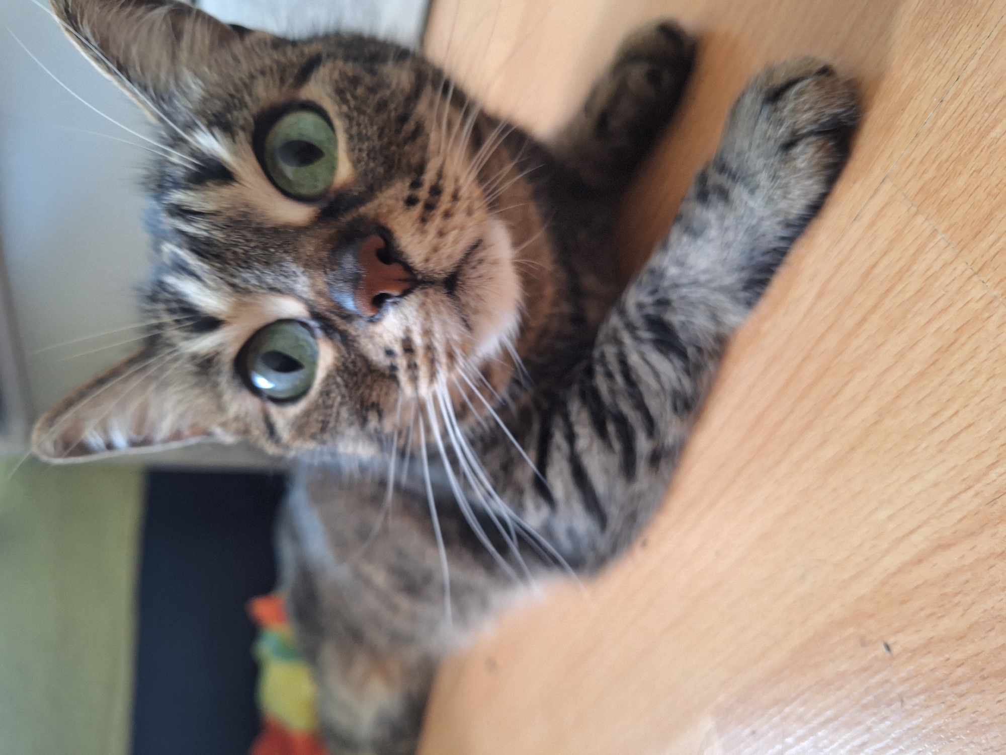 A close-up, angled shot shows a tabby cat lying on a wooden surface. The cat has green eyes, a pink nose, and white whiskers. The cat's front right paw is extended. In the background, there is a glimpse of a blurred object. The location and city are unknown.