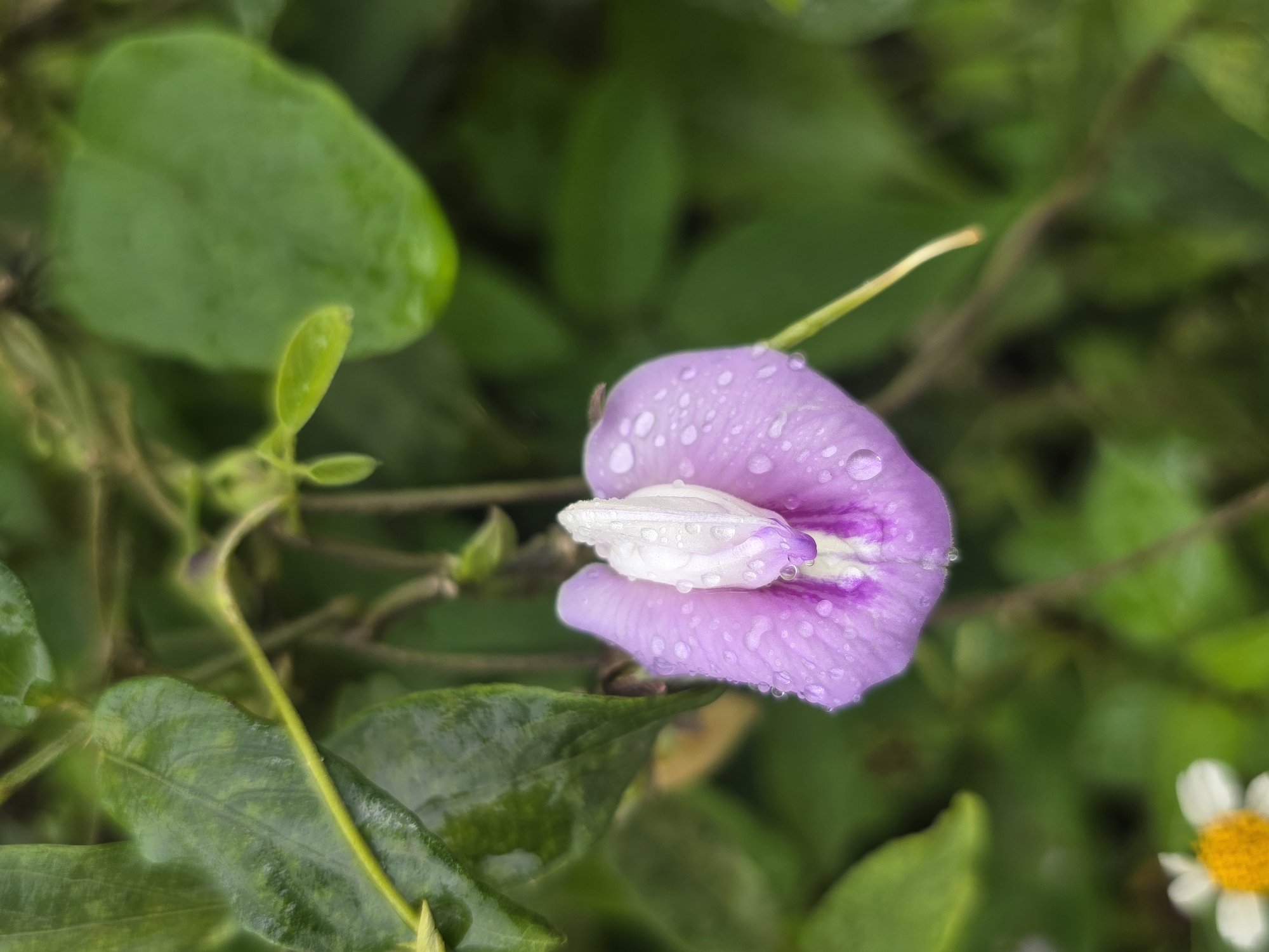 A close-up, shallow depth-of-field shot focuses on a single, delicate purple and white flower with water droplets clinging to its petals. The flower is hanging from a vine, surrounded by lush green foliage. The background is a soft blur of greens, suggesting a natural, outdoor setting, possibly a garden or natural landscape. The lighting is soft and diffused, indicating an overcast day or shaded area, enhancing the moisture on the petals and the vibrancy of the green leaves. The image captures the intricate details of the flower, highlighting its delicate structure and the effect of water after rain or dew.