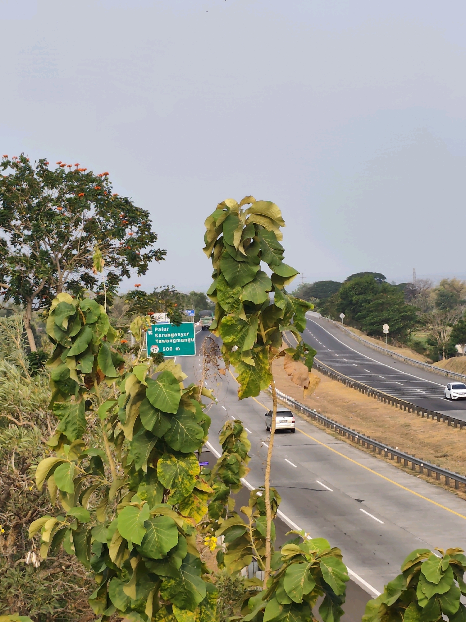 The image shows a highway scene in Jeruksawit, Indonesia. In the foreground, there are large green leaves of a plant obscuring parts of the view. A green highway sign is visible, indicating "Palur Karanganyar Tawangmangu 500 m" and "17". The highway itself is a multi-lane road with a yellow dividing line and white lane markers. Several cars are driving on the highway, including a white sedan in the right lane and a silver SUV in the left lane. The surrounding environment appears dry with sparse vegetation and trees, suggesting a warm climate. The sky is overcast and pale.