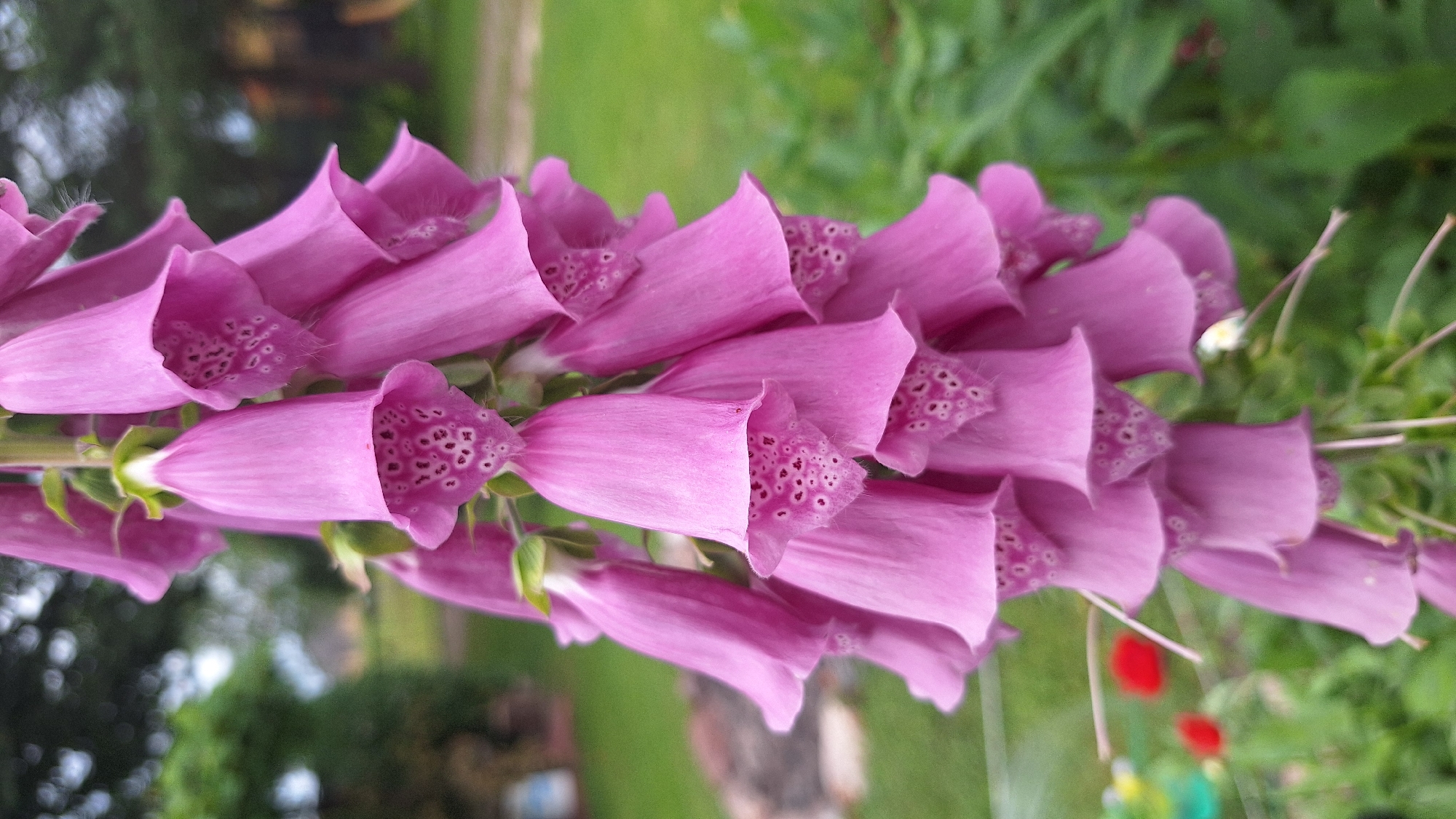 The image shows a close-up, vertical shot of a stalk of pink foxglove flowers. The flowers are bell-shaped and hang downwards, with speckled interiors visible on some of them. The background is blurred, showing green foliage and hints of what might be a garden setting, including a red object that could be another flower or a garden decoration. The lighting appears natural, possibly from an overcast day. The location is described as Unknown, Latvia.