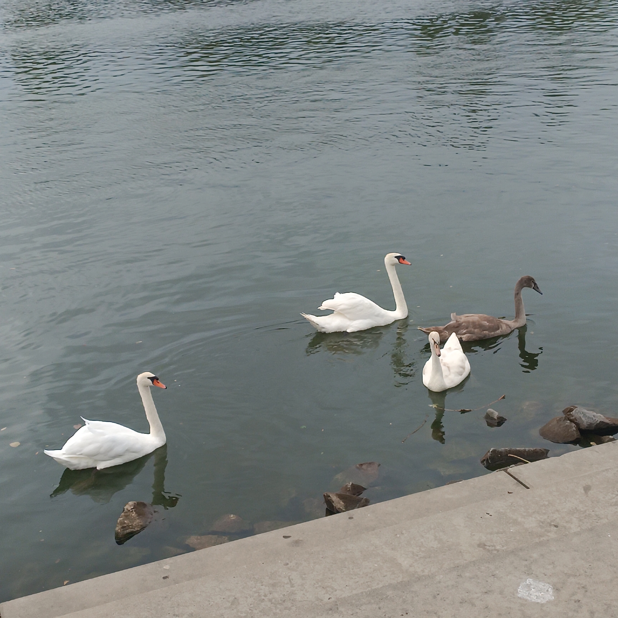 The image shows a body of water, likely a river or lake, with four swans swimming in it. Two of the swans are adult white swans, one is a juvenile swan with grayish-brown plumage, and the fourth is a white swan partially obscured by the others. The water appears calm with ripples. In the foreground, there is a concrete embankment with some rocks and debris. The scene is likely located in Rüsselsheim am Main, Germany, given the context of the image source. The overall impression is a natural setting within an urban environment.