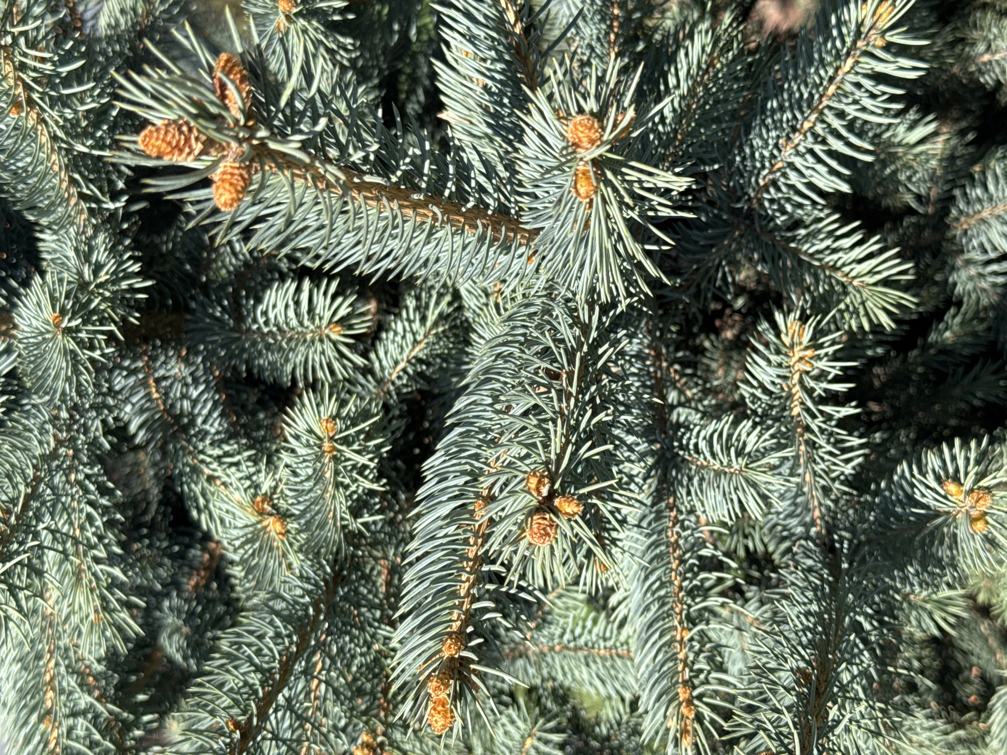 The image shows a close-up view of an evergreen tree, likely a blue spruce, with dense, blue-green needles and small, brown cones. The needles are arranged in clusters along the branches. The sunlight creates shadows and highlights throughout the foliage. The location is unknown.