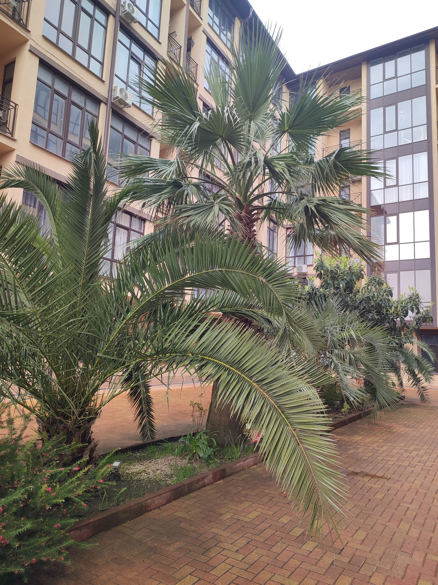 The image shows a paved walkway in front of a multi-story building with a beige facade, likely a residential complex. The walkway is made of reddish-brown bricks. Several palm trees of varying sizes are planted along the walkway in a narrow garden bed bordered by a low, dark red or brown wall. The leaves of the palm trees are green. One of the palm trees is a European fan palm (Chamaerops humilis). Some smaller shrubs with pink flowers are also visible in the garden bed. The building has numerous windows with dark brown frames, and some balconies are visible. Air conditioning units are attached to the building's exterior. The sky is overcast. The architectural style and vegetation are consistent with the climate and landscaping commonly found in Sochi, Russia.