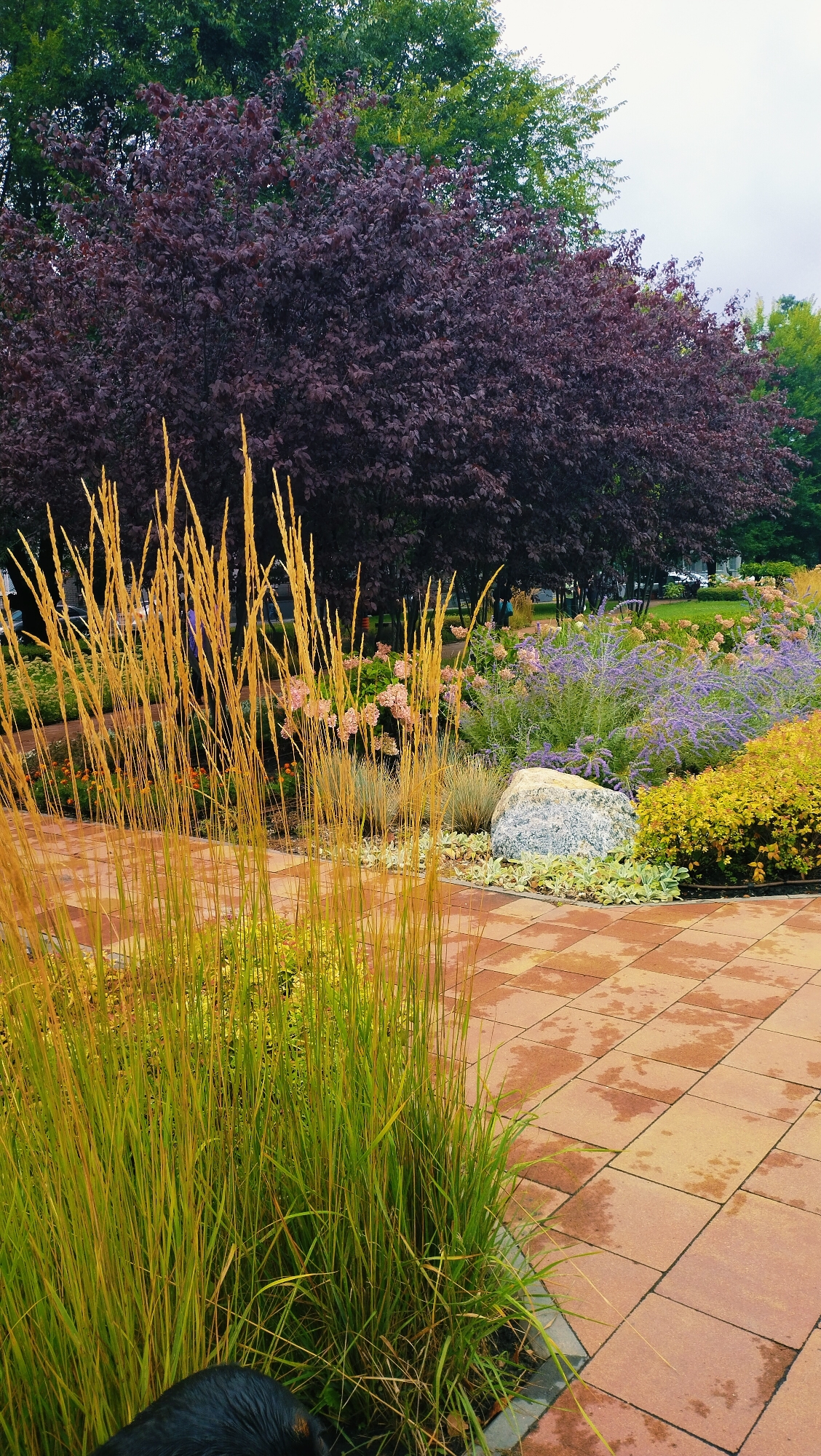 The image depicts a section of a public garden, likely in the city of Horishni Plavni, Ukraine. A pathway paved with rectangular, terracotta-colored tiles, some of which appear wet, leads through the scene. To the left of the pathway, tall ornamental grasses with golden-brown plumes dominate the foreground. Behind the grasses, a dense planting of trees with dark purple foliage forms a backdrop, with lighter green trees visible above them. In the middle ground, a variety of flowering plants are visible, including clusters of pale pink hydrangeas and feathery lavender-colored blooms. A large, grey, granite-like rock is positioned amongst the plants. The sky is overcast and light. A small portion of what appears to be a black dog is visible in the bottom left corner of the image.