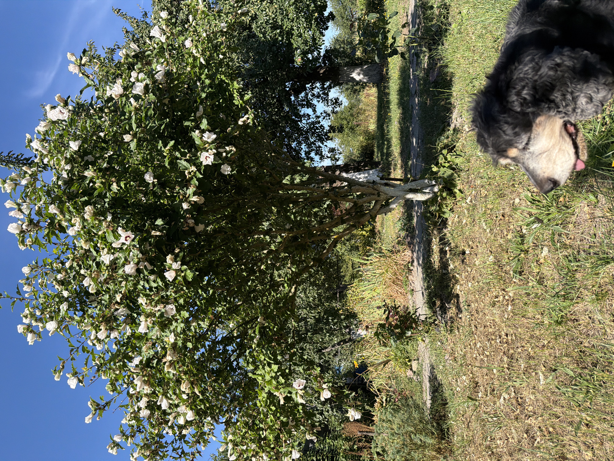 In Mali Kosharyshcha, Ukraine, an elderly black dog with grey markings on its face is positioned in the foreground of a garden scene. The dog is looking to the left with its mouth slightly open and tongue visible. Behind the dog, a tree with white-painted bark is prominently featured, adorned with numerous white flowers and green leaves. The tree is situated in a garden setting with dry grass and other vegetation in the background. The sky above is clear and blue.