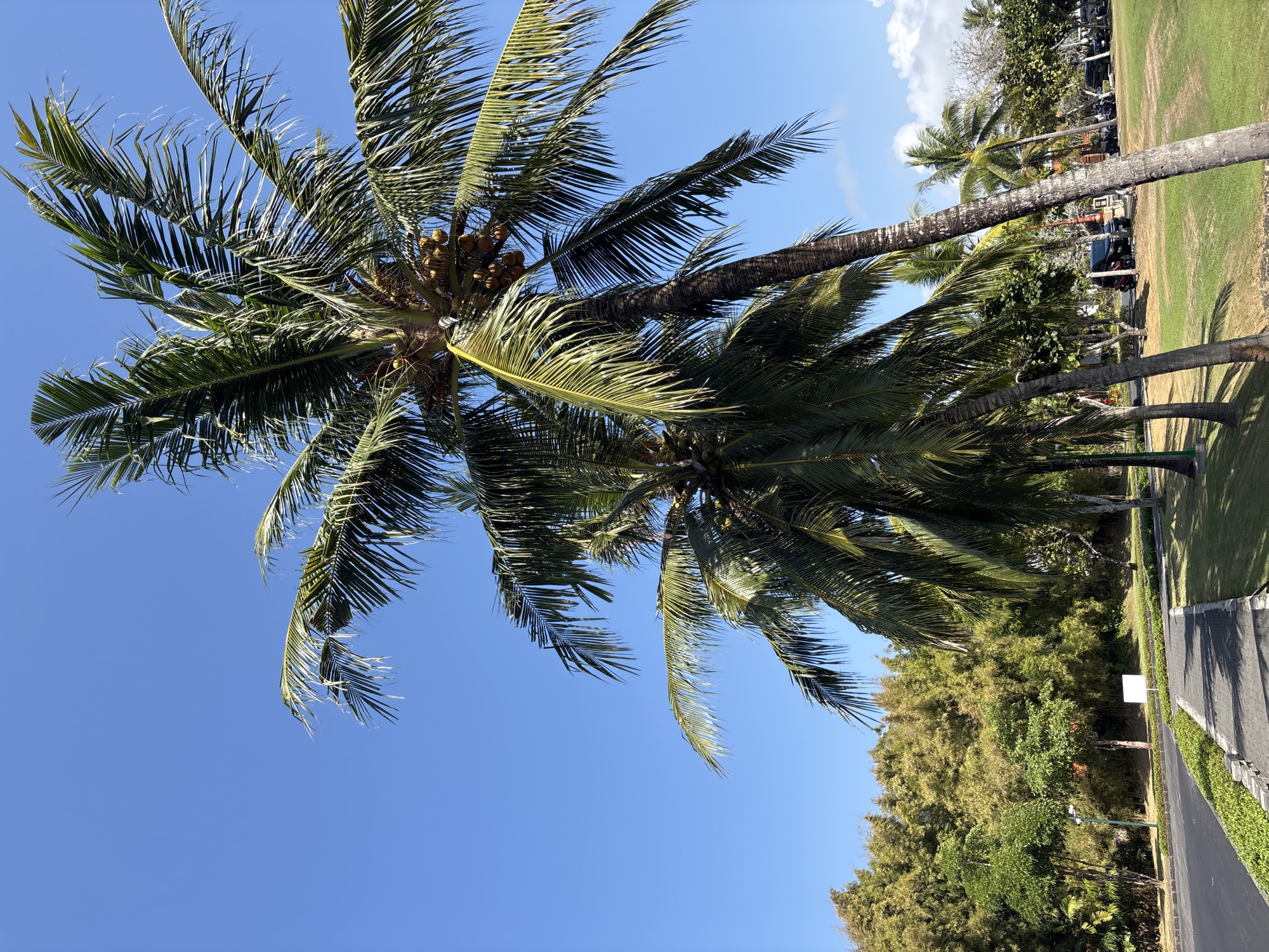 The image depicts a sunny day in Kuta Selatan, Indonesia, characterized by a clear blue sky and lush tropical vegetation. In the foreground, several tall palm trees with green fronds and clusters of coconuts dominate the scene. The trees are set against a backdrop of a manicured lawn and a paved pathway. To the left, a road runs alongside the pathway, bordered by manicured bushes. Beyond the lawn, a dense forest of bamboo and other trees creates a verdant wall. In the distance, parked vehicles, including cars and motorcycles, are visible, suggesting a public area or resort. The overall impression is one of a serene tropical landscape, possibly a park or a resort grounds, bathed in bright daylight.