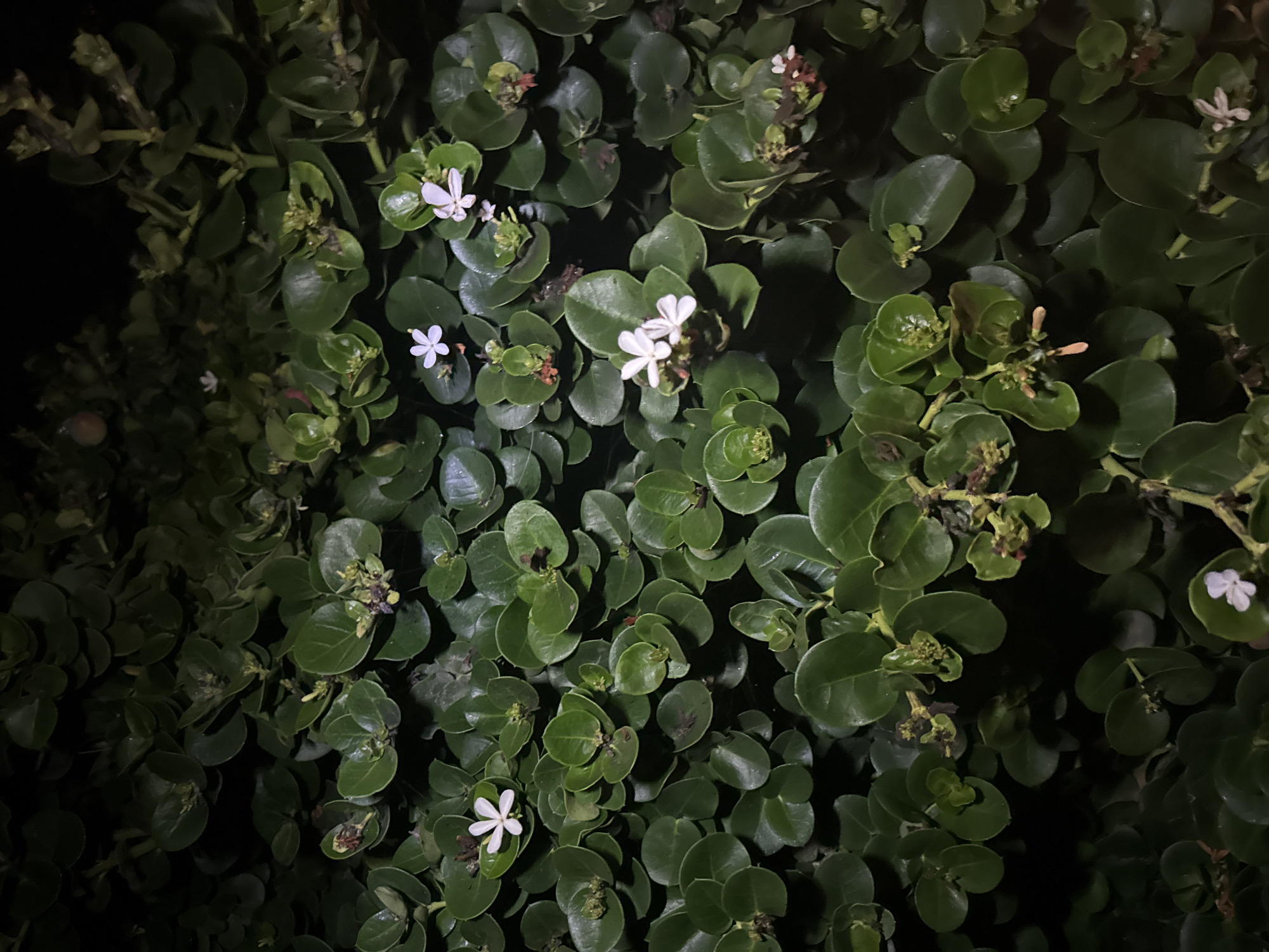 This is a close-up, night-time photograph of a dense shrub with small, rounded, dark green leaves and scattered white and pinkish-white flowers. Some of the flowers have five petals, while others are smaller and more bud-like. The overall impression is of a natural, lush plant in its environment. The scene appears to be outdoors, given the natural foliage and the absence of artificial indoor lighting. The location is specified as Parekklisia Community, Cyprus, suggesting this shrub is a common or native plant in that region. No people or animals are visible in the image. The lighting conditions indicate it is dark, with the flowers and leaves illuminated by an unseen light source.