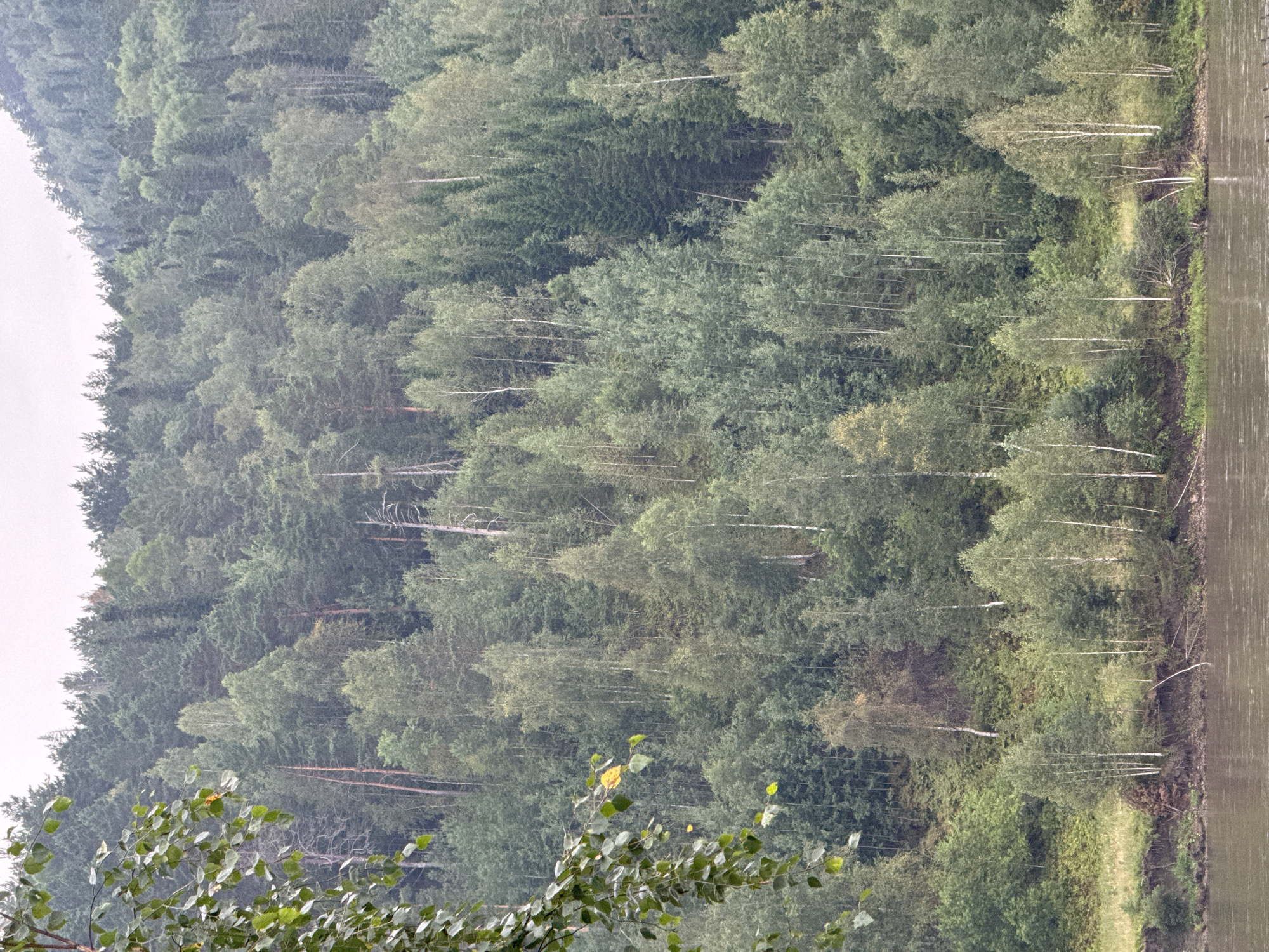 The image depicts a dense, overgrown forest covering a steep hillside. The trees are a mix of coniferous and deciduous varieties, with a variety of greens and some lighter, almost white bark. The foliage is thick, obscuring much of the ground. In the foreground, a muddy river flows along the base of the hill. The water appears calm, with subtle ripples on its surface. A few branches with green and yellowing leaves hang into the frame from the left side, suggesting a season other than mid-summer. The sky is overcast and a light grey, contributing to the subdued natural light. The overall impression is one of untamed wilderness. The location is identified as Ust-Mana, Russia. There are no people or signs of human activity visible in the scene.