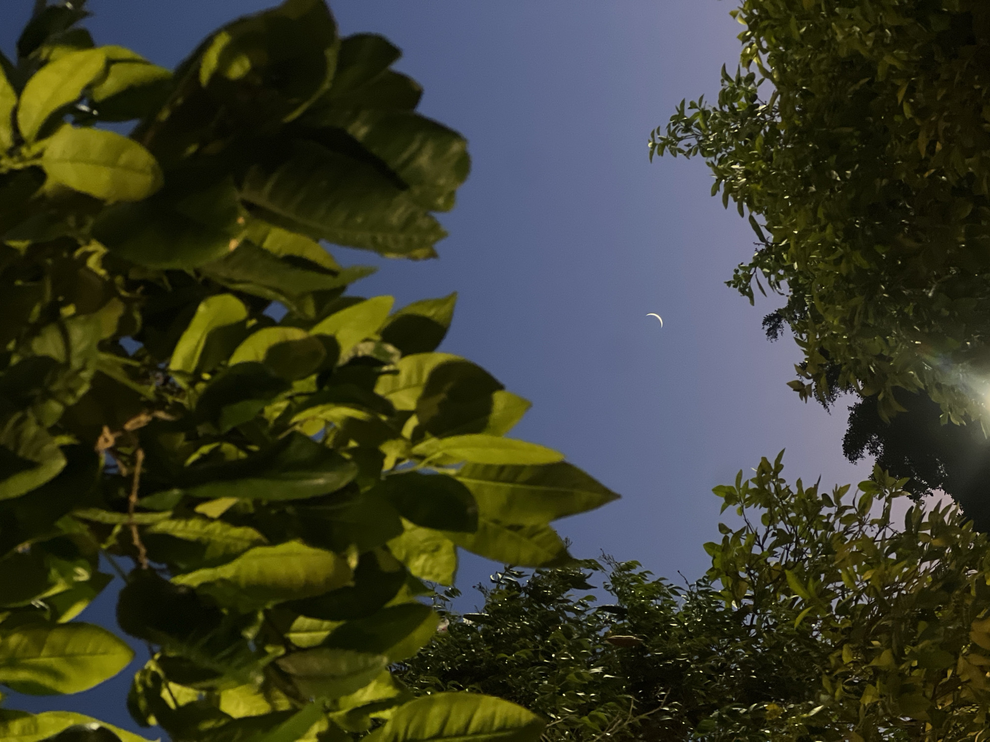 The image captures a serene night sky above Beit Hanan, Israel, framed by the lush foliage of trees. A delicate crescent moon hangs in the twilight, its faint glow illuminating the deepening blue of the sky. The leaves of the trees, rendered in shades of green and yellow from artificial light, create a natural border, with some leaves in sharp focus in the foreground and others softly blurred in the background. The overall impression is one of tranquil natural beauty against the backdrop of an evening sky, possibly near residential areas given the mention of Beit Hanan, a moshav in central Israel.