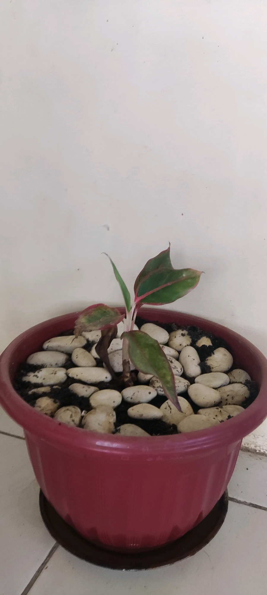 A potted plant with green and pink leaves sits on a white tiled floor against a plain white wall. The plant is in a dark red plastic pot, filled with dark soil and topped with smooth, white river stones. The plant has several leaves, some of which are partially curled and show signs of wilting or drying. There are also brown, dried stems visible. The pot has a dark brown saucer underneath it. The overall environment appears to be indoors, possibly in a home or office setting in Japura Kidul, Indonesia.