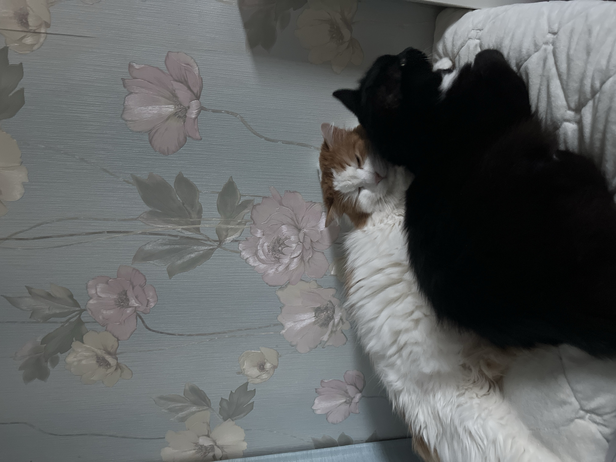 Two cats are lying down on a quilted surface. The cat in the foreground is entirely black, with its head turned to the right. The cat behind it is predominantly white with orange patches on its head and back, and its eyes are closed. Both cats appear to be resting. The background features wallpaper with a floral pattern of pink and pale yellow flowers and green leaves against a light blue textured background. The scene is indoors, likely in a residential setting, given the wallpaper and quilted surface, possibly a bed or sofa. The lighting suggests an indoor environment, possibly with artificial light or low natural light. There is no indication of the specific location within the city of Ivanteyevka, Russia.