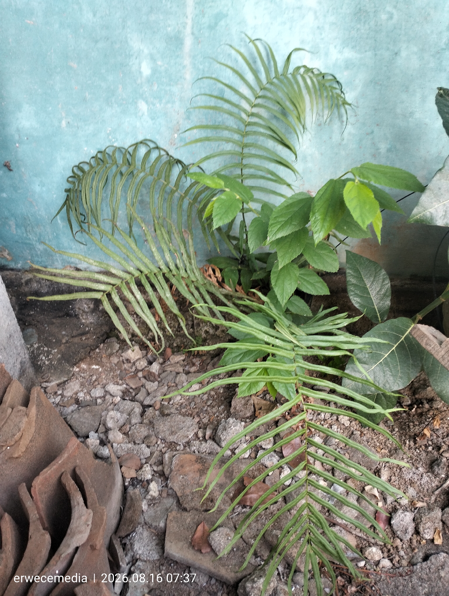 The image shows a close-up of green plants growing against a textured, teal-colored wall. The plants appear to be a mix of ferns and broad-leafed greenery. In the foreground, there are broken terracotta tiles and grey gravel. The scene is illuminated by natural light, casting subtle shadows. The timestamp in the bottom left corner reads "erwecemedia | 2026.08.16 07:37". The Imogiri area of Indonesia is known for its cultural heritage and traditional crafts, including pottery. This scene likely depicts a neglected corner of a garden or outdoor space in Imogiri, Indonesia, where vegetation is growing amidst debris.
