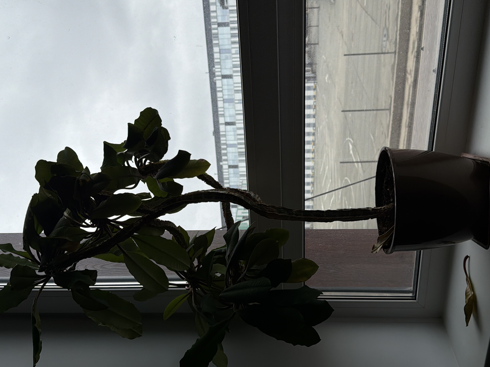 A horizontal indoor shot features a potted plant leaning across a windowsill. The plant has thick, dark green leaves and a thick, woody stem. The pot is dark brown and sits precariously on the window sill. A single yellowed leaf is detached and leans against the wall near the pot.
Through the window, a cityscape is visible under an overcast sky. A tall, modern building with multiple rows of windows stands in the background. Below, an outdoor area with parking lines is apparent.
Based on the available details, including the modern architecture and the parking layout visible through the window, the image appears to be taken in a contemporary urban environment. There is no definitive information provided to confirm the exact location, which is Perm, Russia.