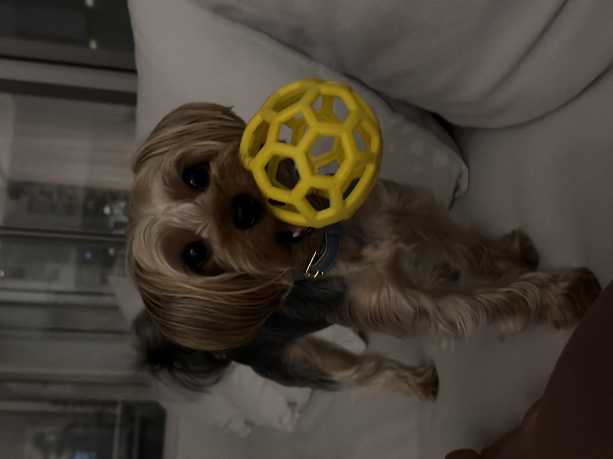 A small, tan and grey Yorkshire Terrier dog stands on a white surface, holding a yellow, hollow, hexagonal-patterned ball in its mouth. The dog wears a dark blue collar with a gold buckle. The background consists of blurred white pillows and a window with some lights visible outside, suggesting an indoor setting at night. There is no indication of the location being in Thep Krasatti, Thailand.