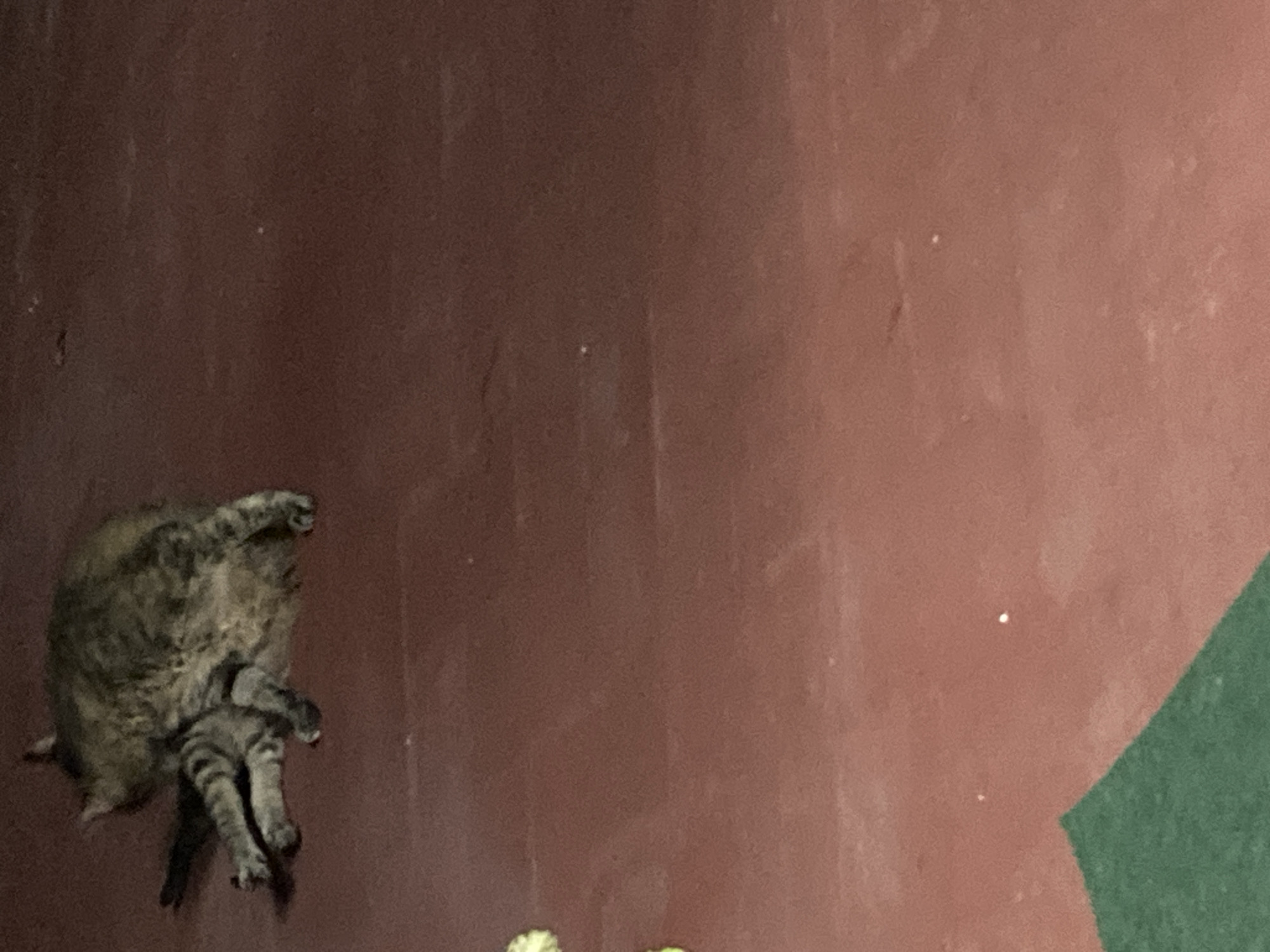 A tabby cat is lying on its side on a red floor, grooming itself. The cat's body is partially obscured by its own fur as it licks its hindquarters. Its legs are splayed out, and its tail is curled around its body. The floor appears to be made of concrete and has a rough texture. There is a green object in the lower left corner of the image, which is partially cropped out. The lighting is dim, casting shadows on the floor. The image is taken from a high angle, looking down at the cat. The location is Sabadell, Spain.