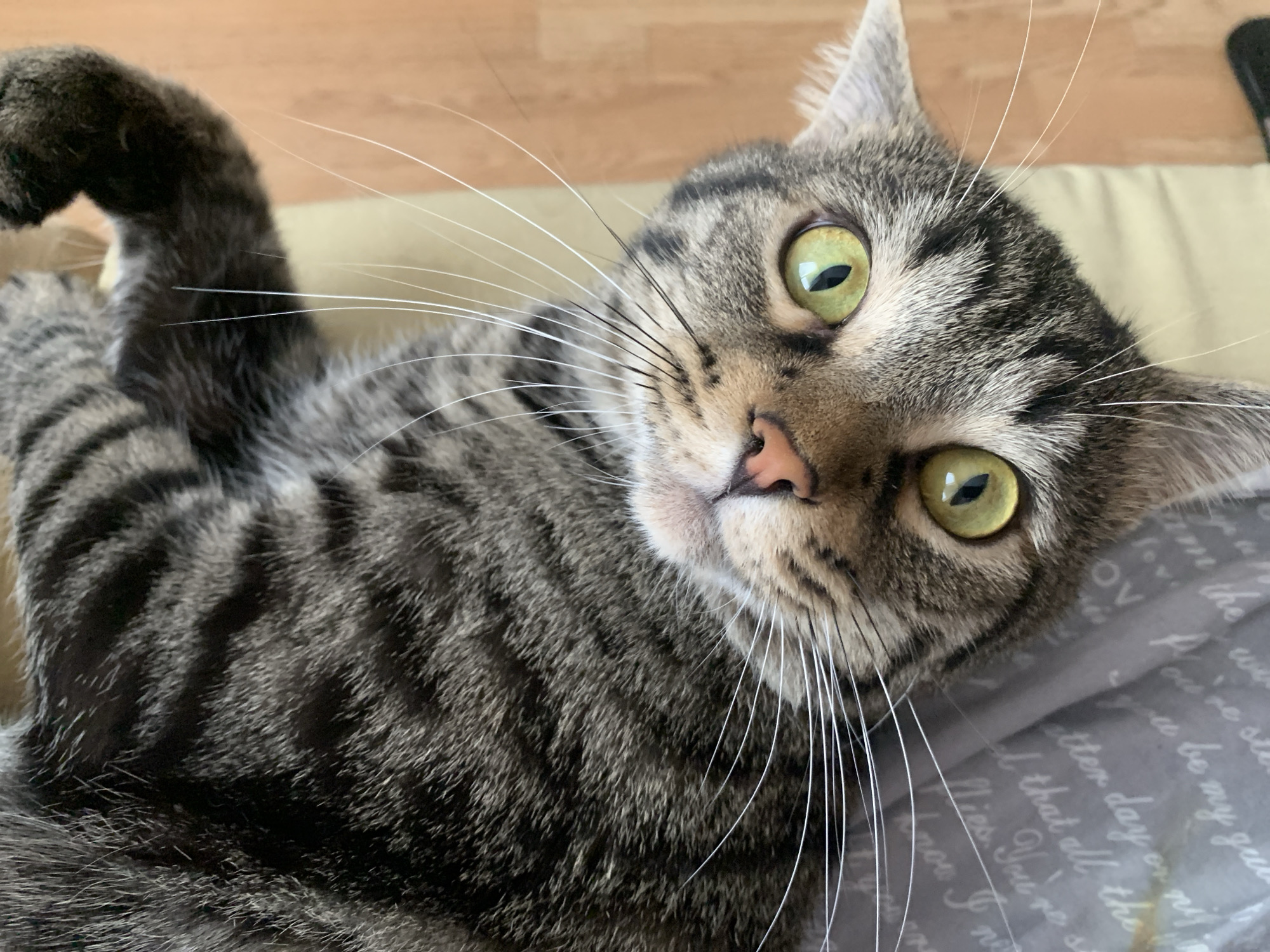A close-up shot features a tabby cat lying on its back on a gray surface with white lettering. The cat has green eyes, a pink nose, and long white whiskers. Its tabby stripes are visible on its fur. The background consists of a light-colored surface. The cat appears to be looking directly at the camera with a slightly tilted head.