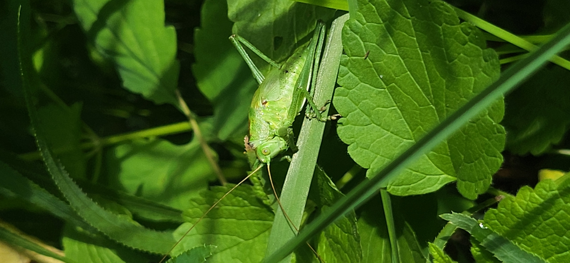An extreme close-up shot of a green grasshopper is captured in a natural, sunlit environment. The grasshopper is positioned horizontally on a blade of grass, with its body facing left and its head slightly turned towards the viewer. Its antennae are long and prominent, extending forward. The grasshopper's legs are visible, with the hind legs appearing muscular and adapted for jumping. Small spots of brown and red are visible on its body. The background is filled with lush green foliage, creating a soft bokeh effect that emphasizes the subject. The lighting suggests it is daytime, with sunlight filtering through the leaves, creating highlights and shadows. The scene appears to be in a natural outdoor setting, possibly a field or garden.