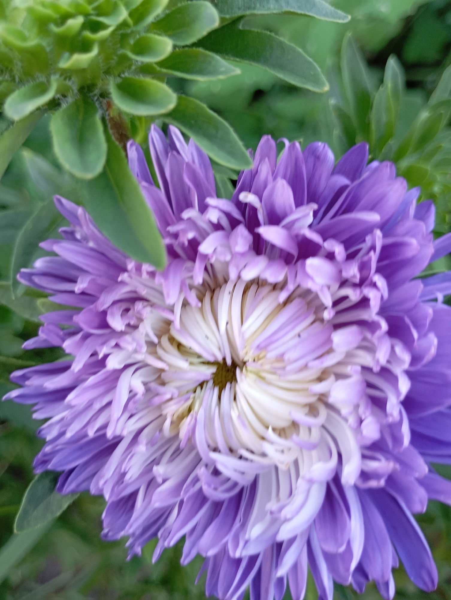 A close-up, vertical, full-frame shot focuses on a vibrant purple aster flower with a white and yellow center, set against a blurred green background of leaves and foliage. The aster, positioned slightly off-center to the right, displays numerous delicate, densely packed petals that radiate outwards. The petals are a rich shade of purple, with lighter, almost white tips, creating a striking contrast with the central yellow and white stamen. The surrounding greenery, likely other plants or leaves, is out of focus, suggesting a shallow depth of field and drawing attention to the flower's intricate details. The lighting appears to be natural, possibly from an overcast sky or diffused sunlight, casting soft shadows and highlighting the textures of the petals and leaves. The overall impression is one of natural beauty and delicate floral detail. The image was captured in Horishni Plavni, Ukraine.