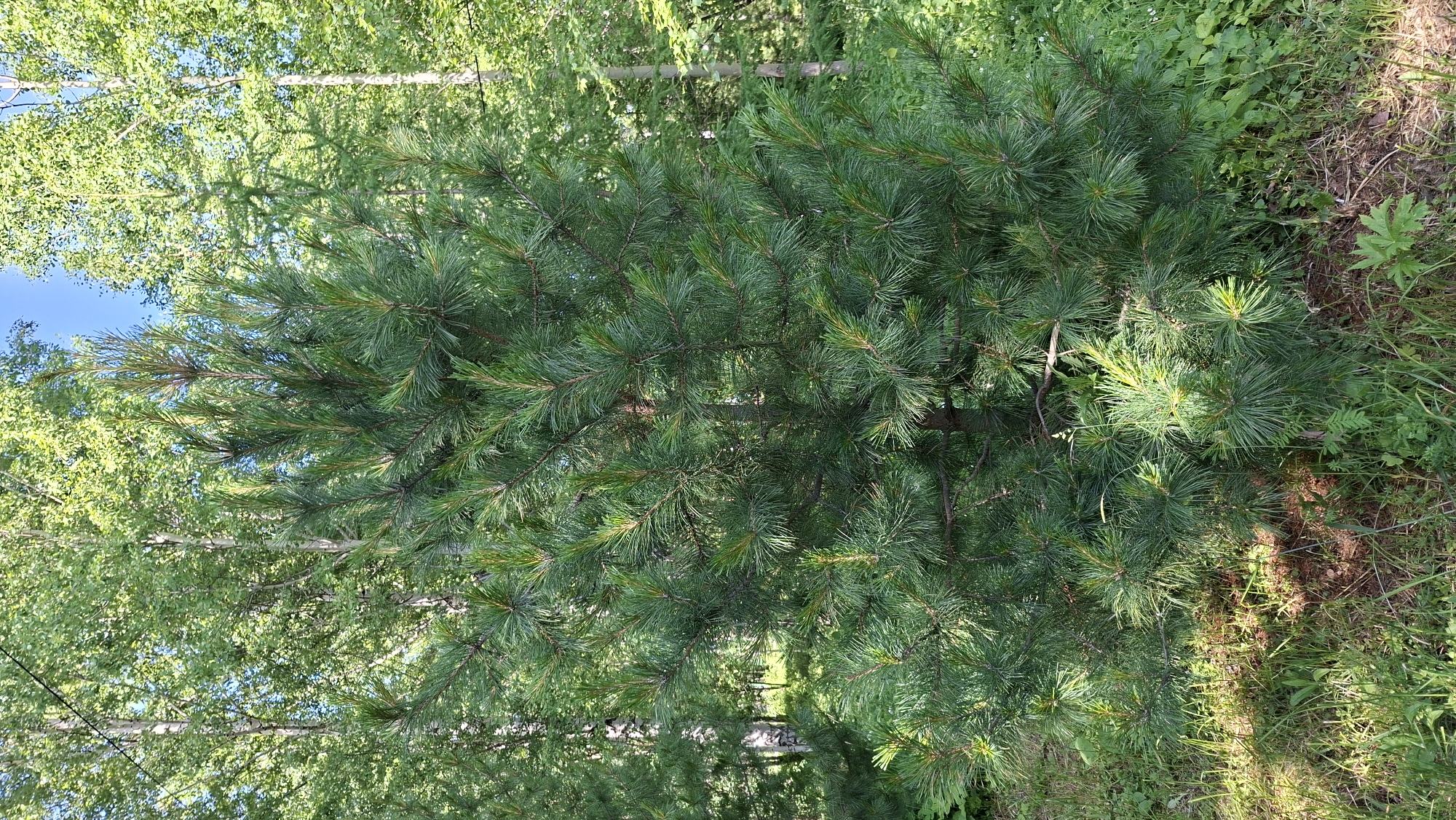 The image shows a mature Scots pine tree (Pinus sylvestris) in a mixed forest setting. The tree is green and healthy with dense foliage. In the background, there are deciduous trees, likely birch, with white bark and green leaves. The ground is covered with grass, some fallen pine needles, and small plants. The sky is visible through the tree canopy, indicating it is daytime. The lighting suggests a sunny or partly cloudy day. The scene appears to be a natural woodland environment, consistent with the outskirts of Nytva, Russia, where mixed forests are common. There are no people or animals visible in the image.