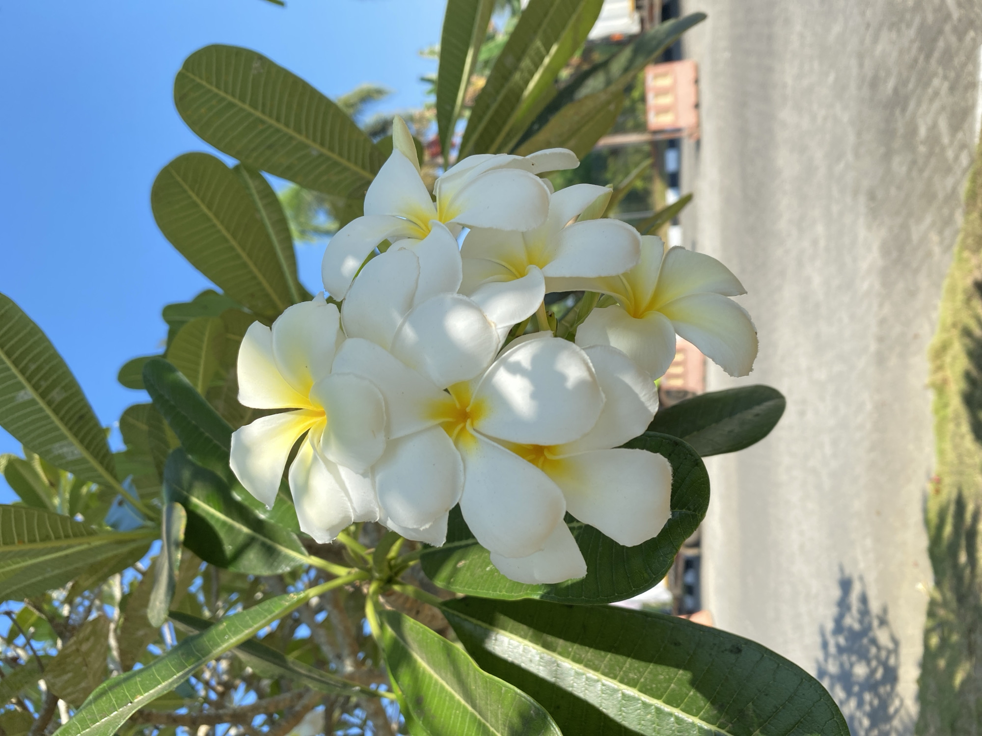 A cluster of white plumeria flowers with yellow centers is in full bloom, hanging from a branch with green leaves. The flowers are the main subject, with their delicate petals catching the sunlight. In the background, the scene is an outdoor paved area, possibly a parking lot or roadside, with some distant buildings and orange traffic barriers visible. The sky above is a clear, bright blue. The image appears to be taken in a tropical or subtropical climate, consistent with Kendari, Indonesia, where plumeria trees are commonly found.