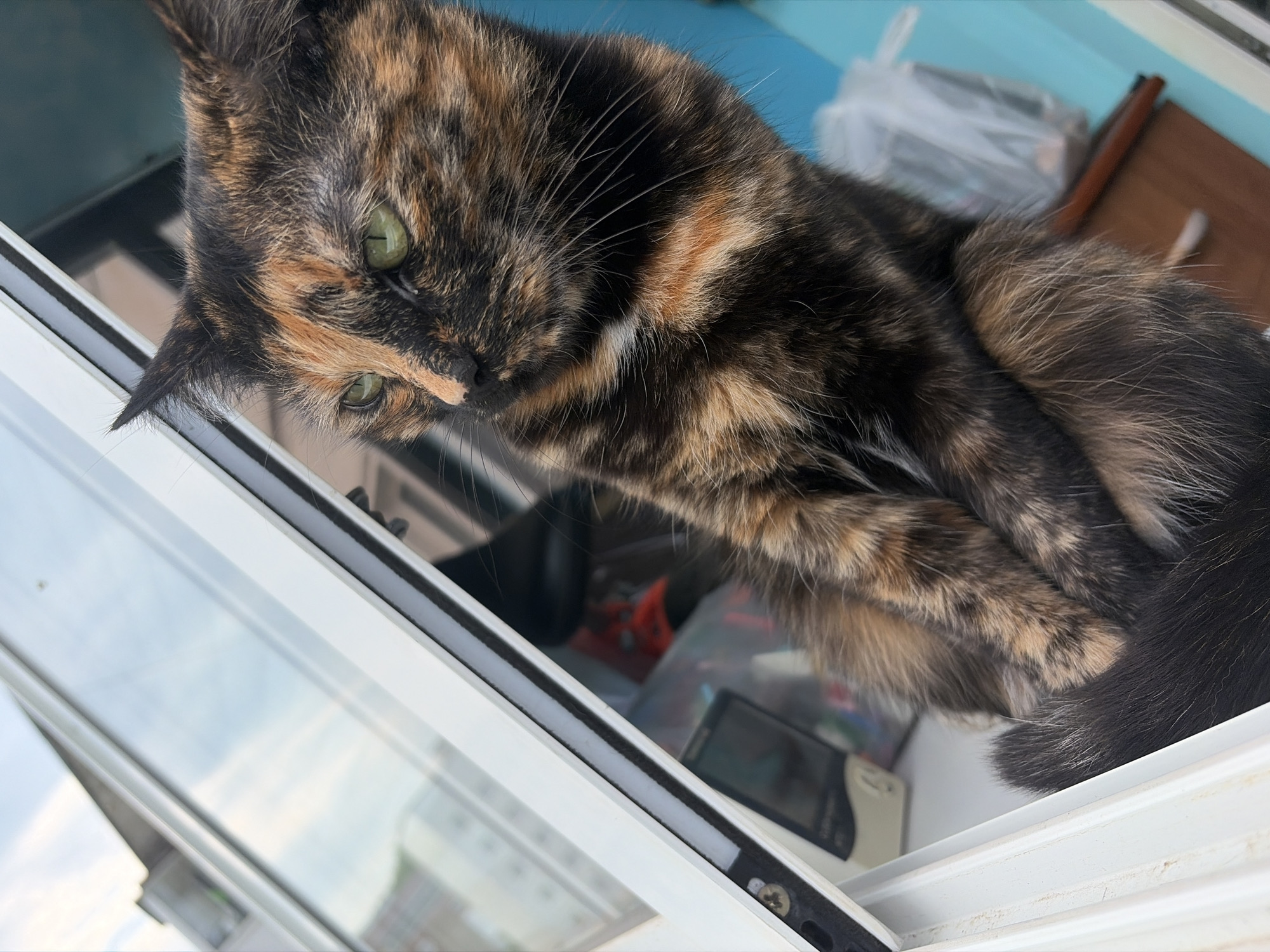 A tortoishell cat is captured from a low angle, looking down and to the left. The cat's fur displays a mix of black, brown, and orange patches, with striking green eyes. Its head is tilted, and its paws are tucked in front of its chest. The cat is positioned near an open window with white framing.
Beyond the cat, the background is somewhat blurred but reveals indoor elements. There appears to be a light blue surface behind the cat, possibly a wall or tabletop. Scattered items are visible, including what looks like a white plastic bag, a brown cylindrical object (perhaps a pen or marker), and a wooden surface. Further in the background, a small electronic device, possibly a phone or portable gaming device, is visible on a shelf or surface. The setting suggests an indoor space, possibly a room or balcony, with the open window providing a view of the outside world. Reflections in the window suggest a bright, possibly overcast, daytime scene with the sky and some structures visible. The cat's expression is alert and curious, as it observes something outside the frame. There is no visible text in the image.