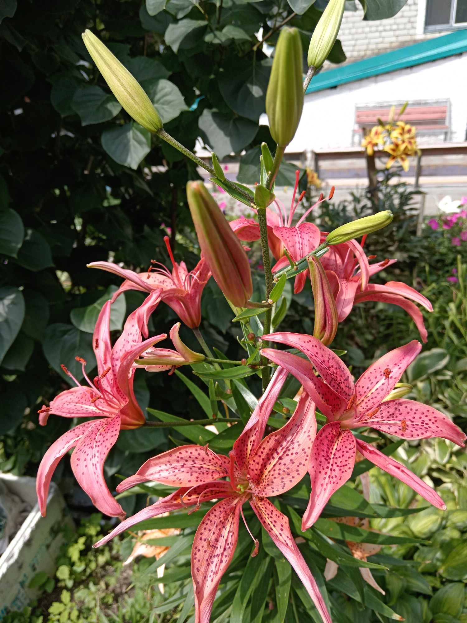 A close-up, eye-level, outdoor shot shows a cluster of pink lilies in full bloom with several buds still closed. The lilies are positioned slightly off-center to the right, with their petals reflexed backwards and speckled with dark pink spots. Red anthers are visible on delicate stamens extending from the center of each flower. Green sepals cradle the base of the blossoms, and slender green leaves form a backdrop, interspersed with sunlight. In the background, out of focus, are glimpses of a white building with a teal-colored roof, suggesting a residential area in Belogorsk, Russia. A wooden bench is also visible behind the lilies, and further back, a yellow lily plant adds a splash of contrasting color. The overall scene is one of natural beauty, likely captured in a garden or yard.
